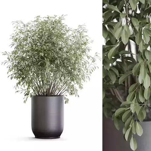 Plants collection 1175