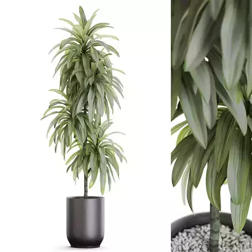 Plants collection 1176