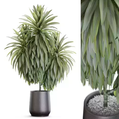 Plants collection 1177