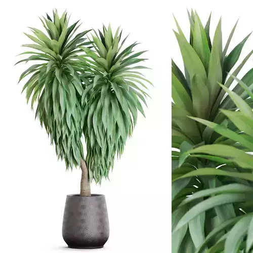 Plants collection 1178