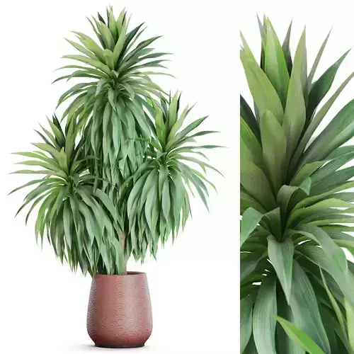 Plants collection 1179