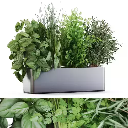 Plants collection 1182 3D model