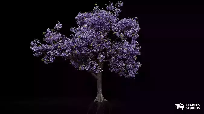 Jacaranda Tree 01