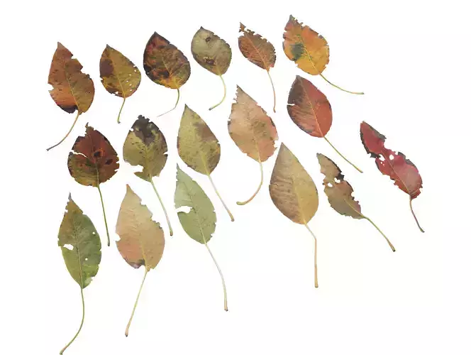 Pear Leaves Leaf Autumn Fall Low-poly 3D model