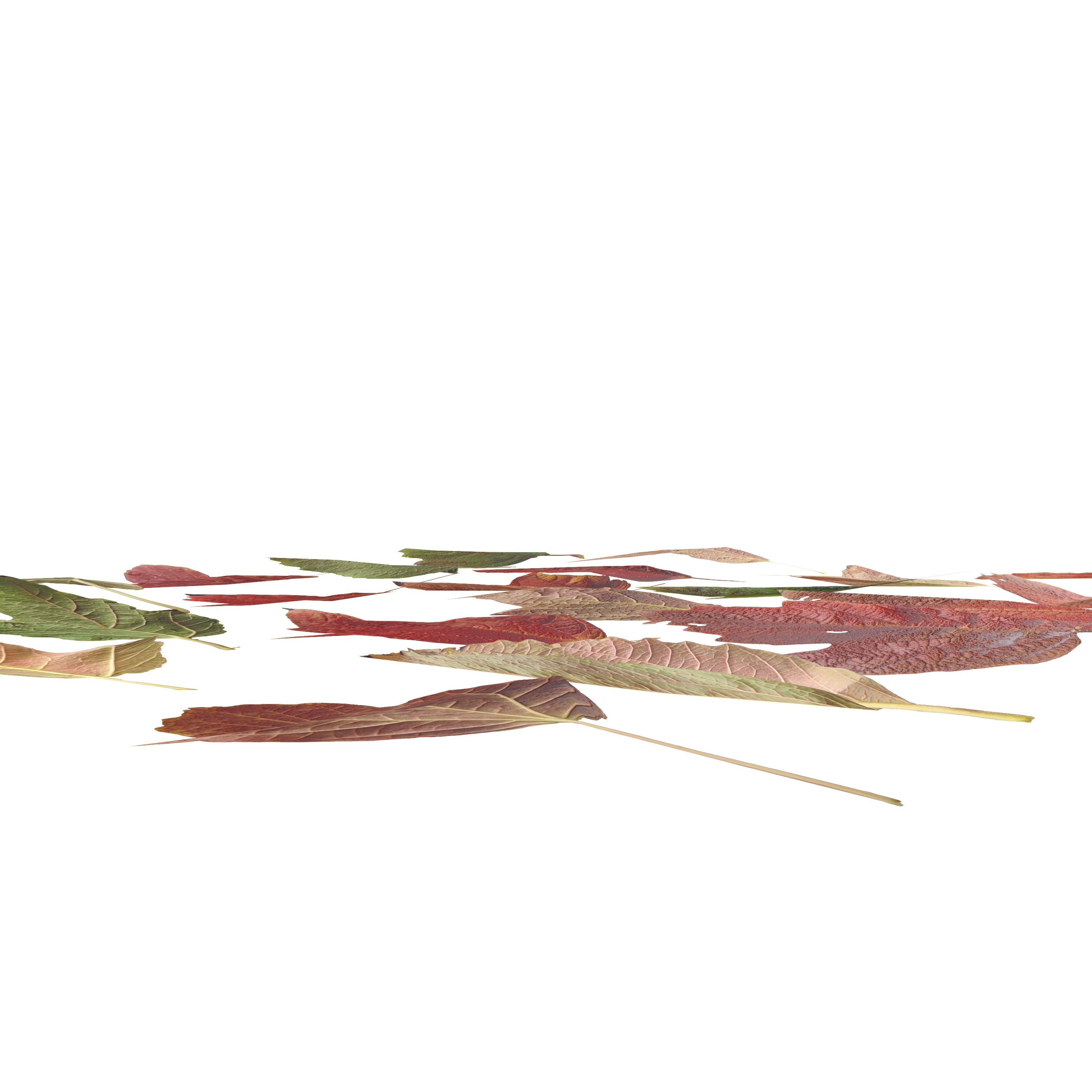 GuelderRose Leaves Leaf Kalyna Viburnum Autumn Fall Low-poly 3D model_6