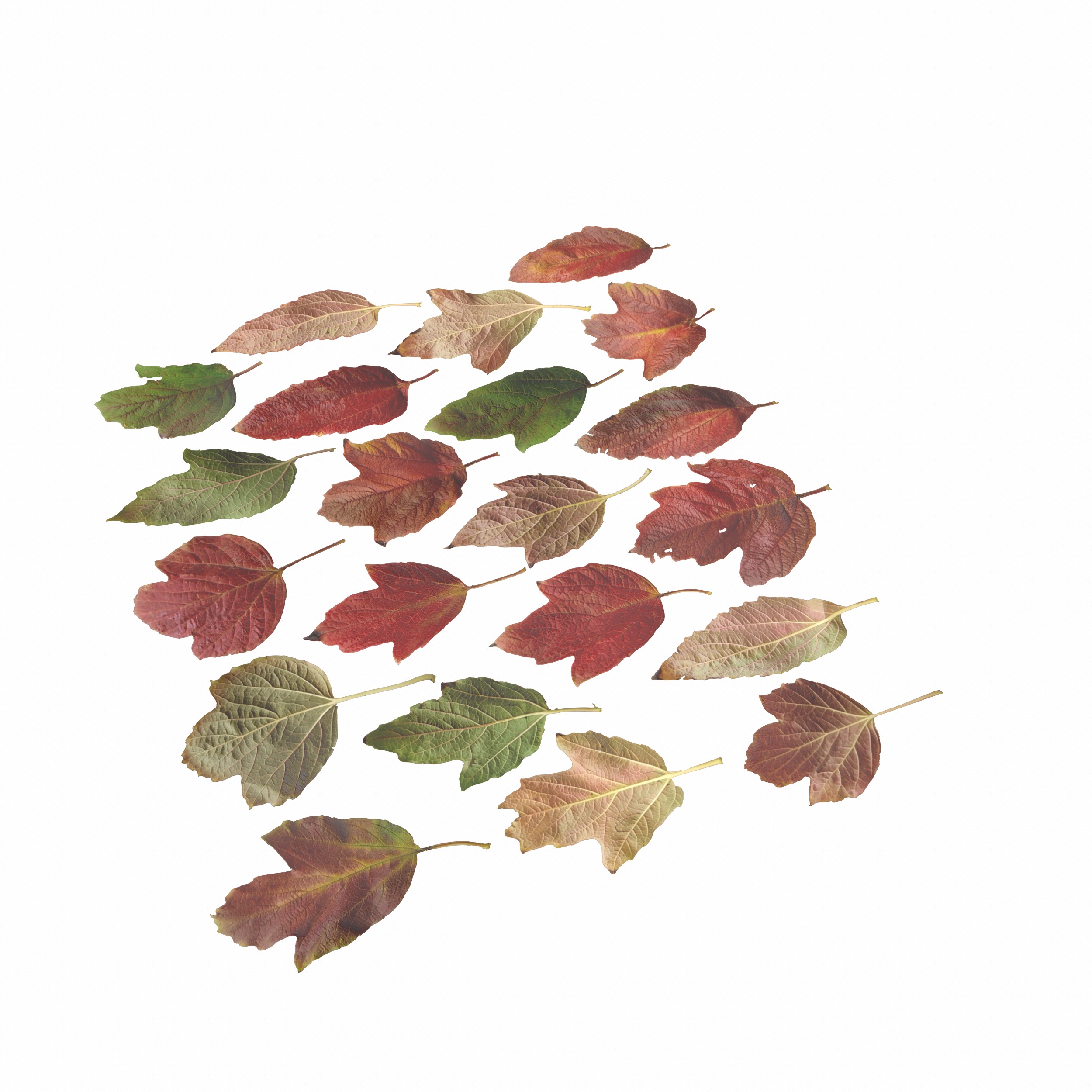 GuelderRose Leaves Leaf Kalyna Viburnum Autumn Fall Low-poly 3D model_16
