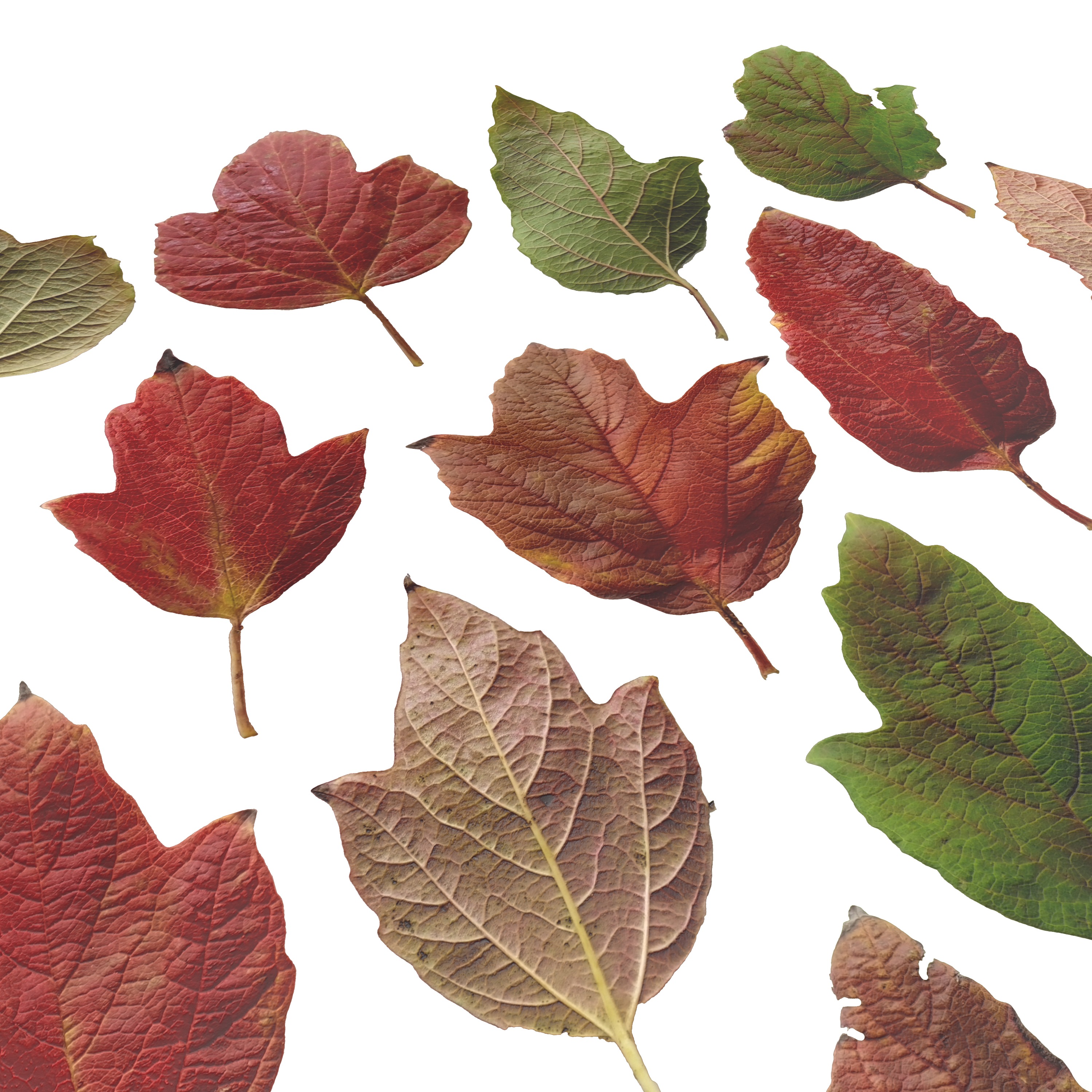 GuelderRose Leaves Leaf Kalyna Viburnum Autumn Fall Low-poly 3D model_10