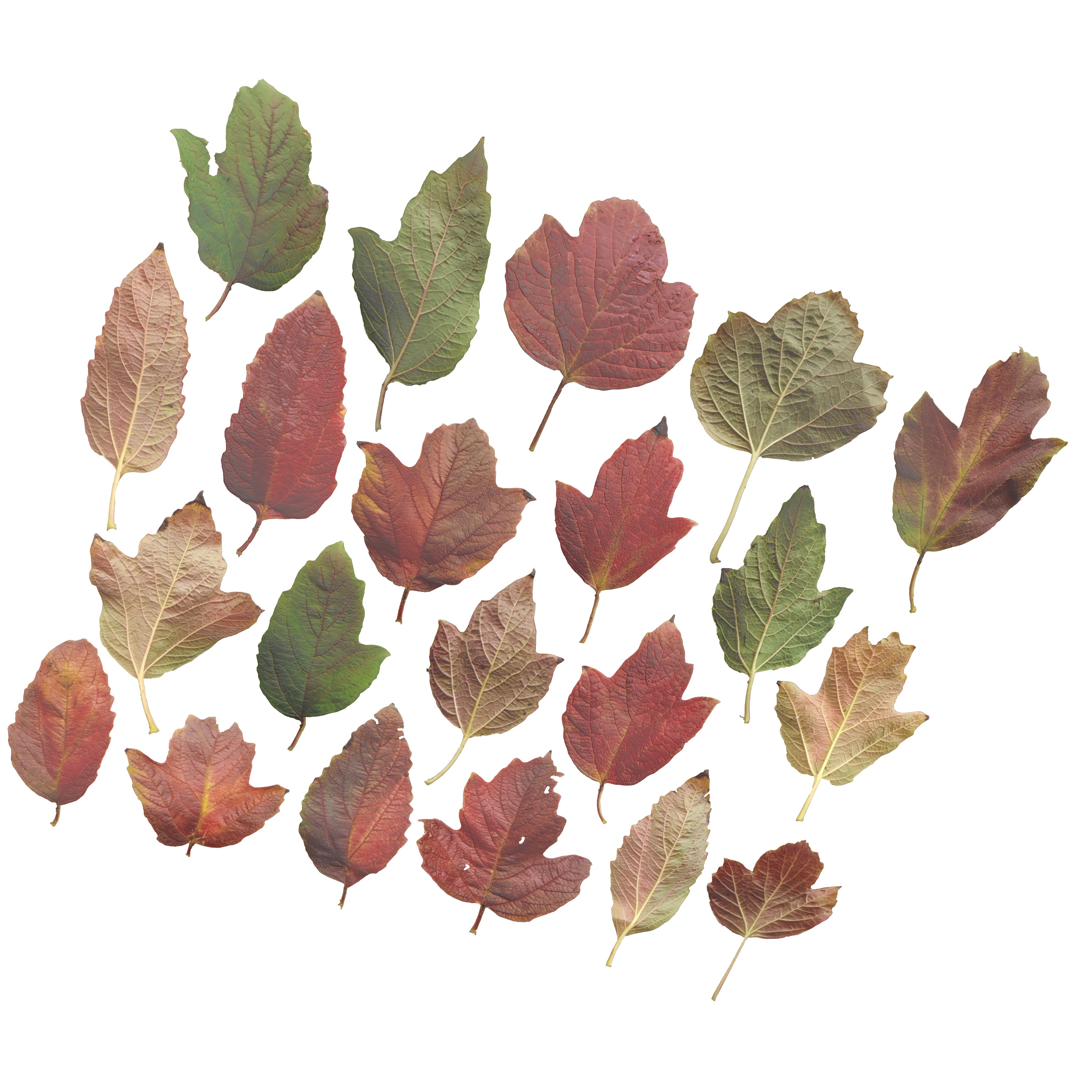 GuelderRose Leaves Leaf Kalyna Viburnum Autumn Fall Low-poly 3D model_4