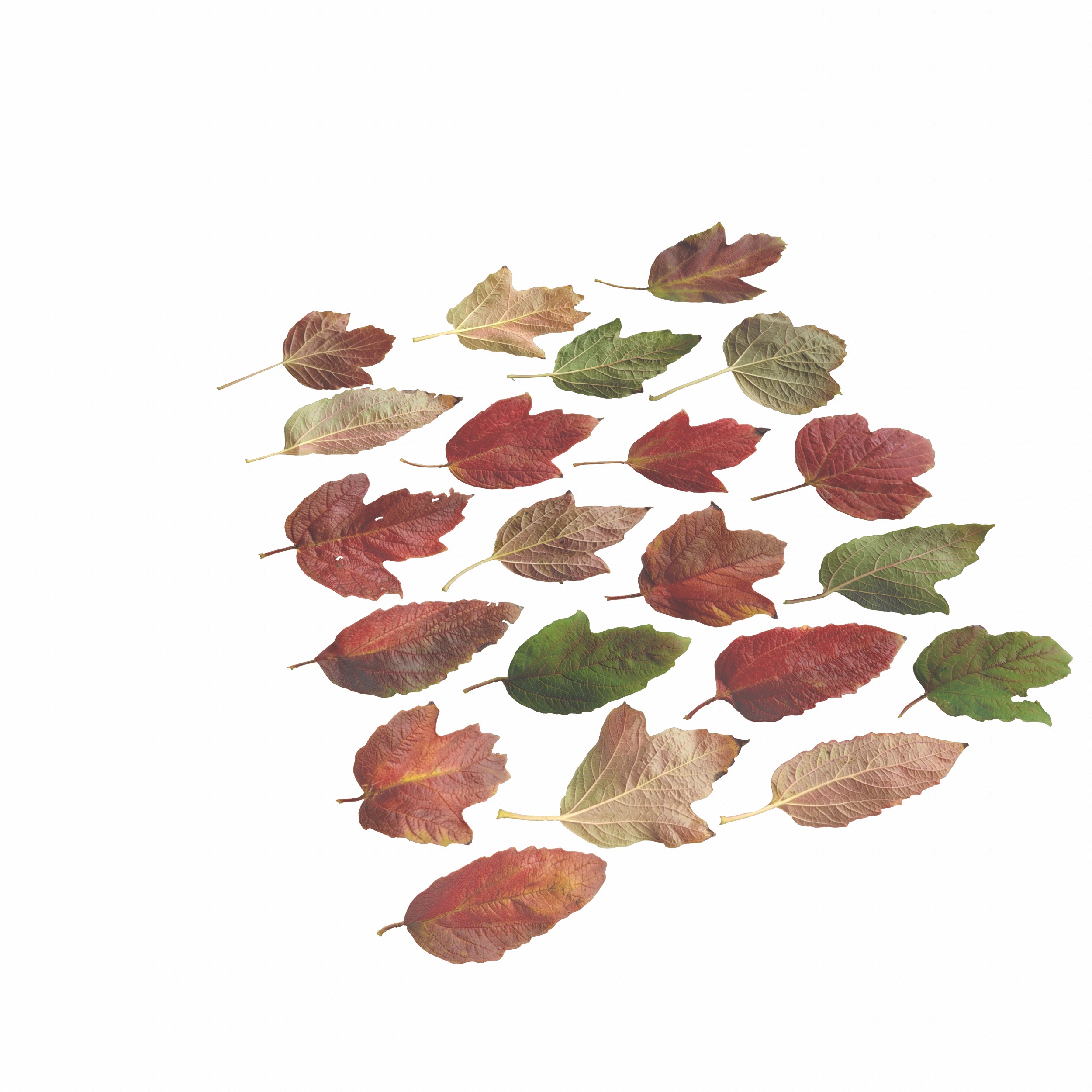 GuelderRose Leaves Leaf Kalyna Viburnum Autumn Fall Low-poly 3D model_17