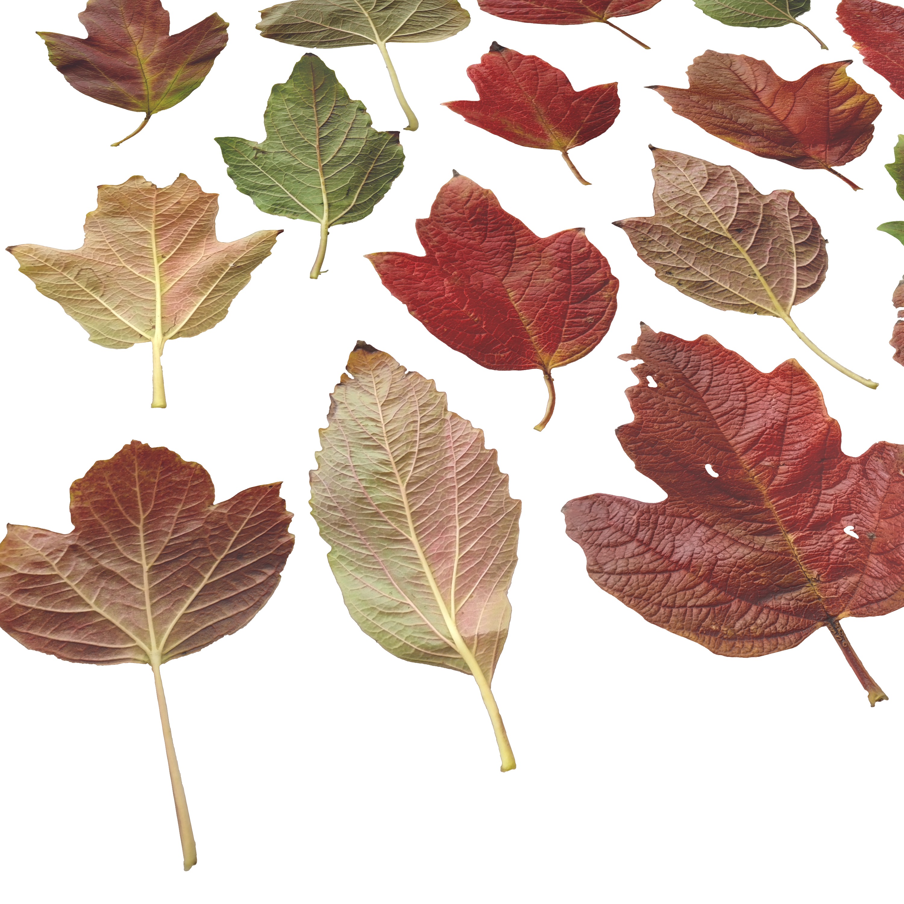 GuelderRose Leaves Leaf Kalyna Viburnum Autumn Fall Low-poly 3D model_8