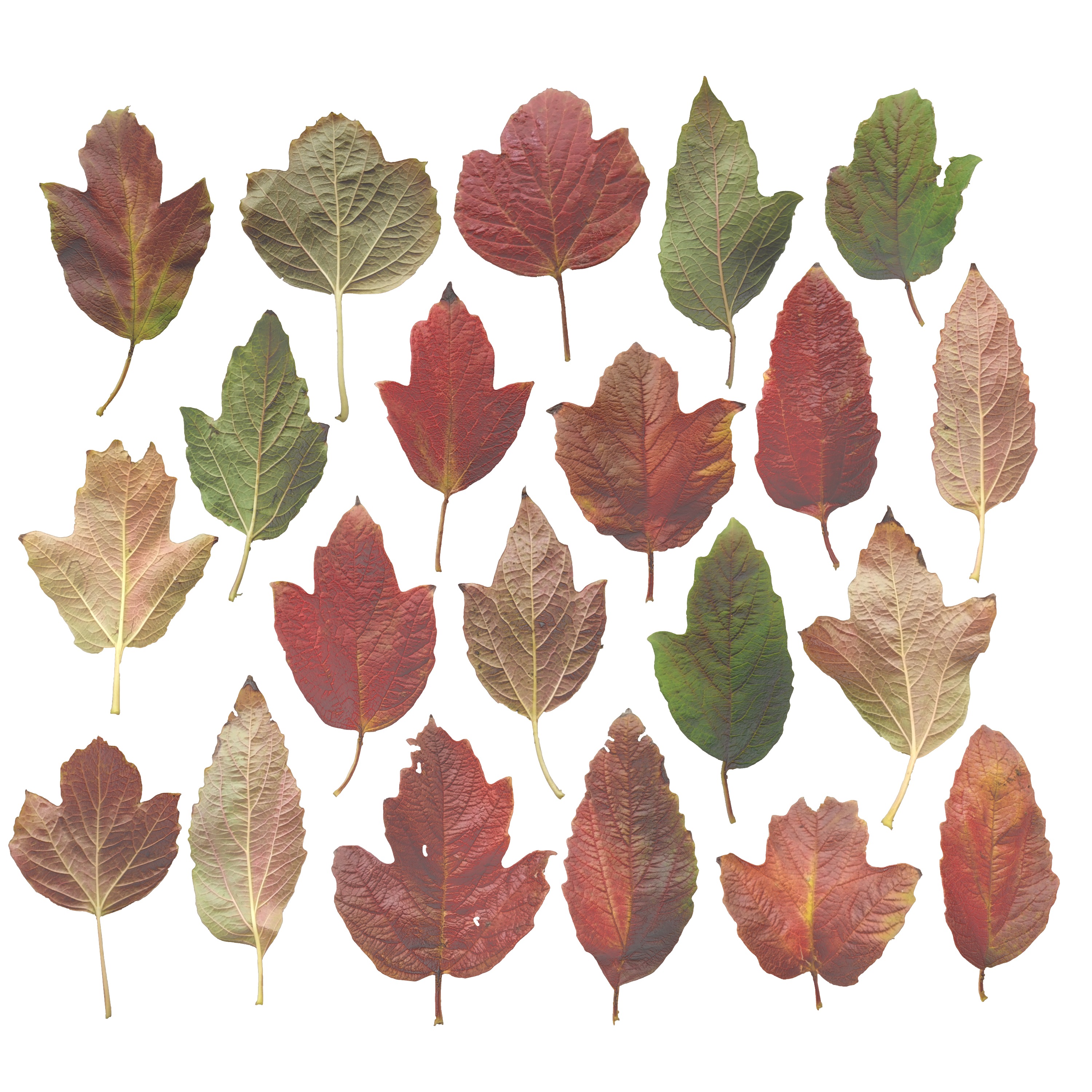 GuelderRose Leaves Leaf Kalyna Viburnum Autumn Fall Low-poly 3D model_3