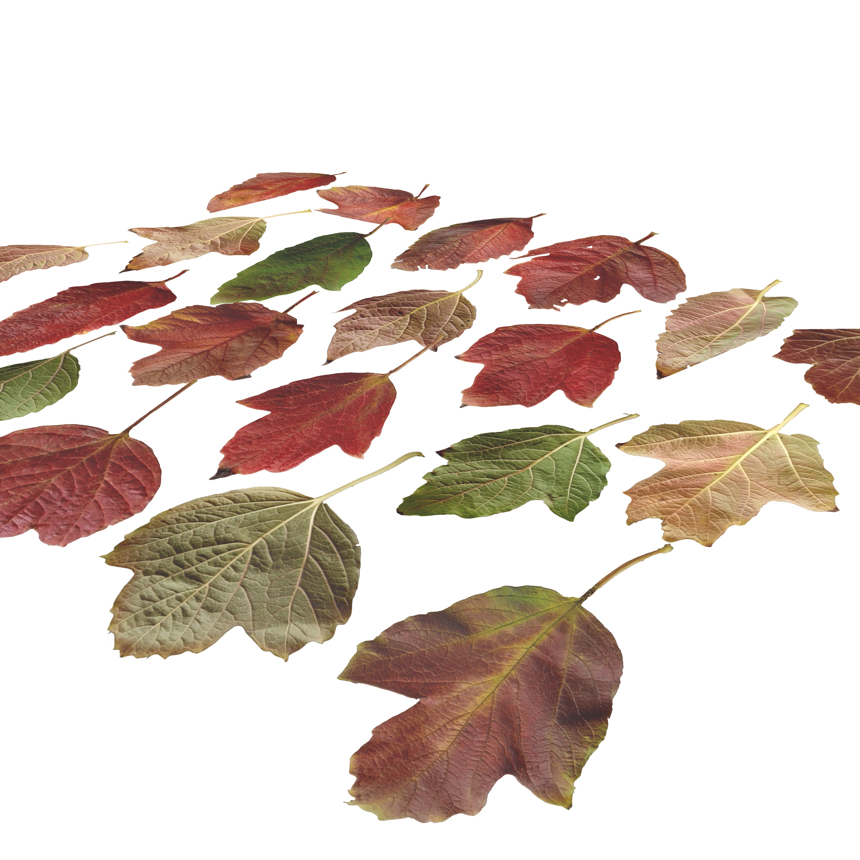 GuelderRose Leaves Leaf Kalyna Viburnum Autumn Fall Low-poly 3D model_2