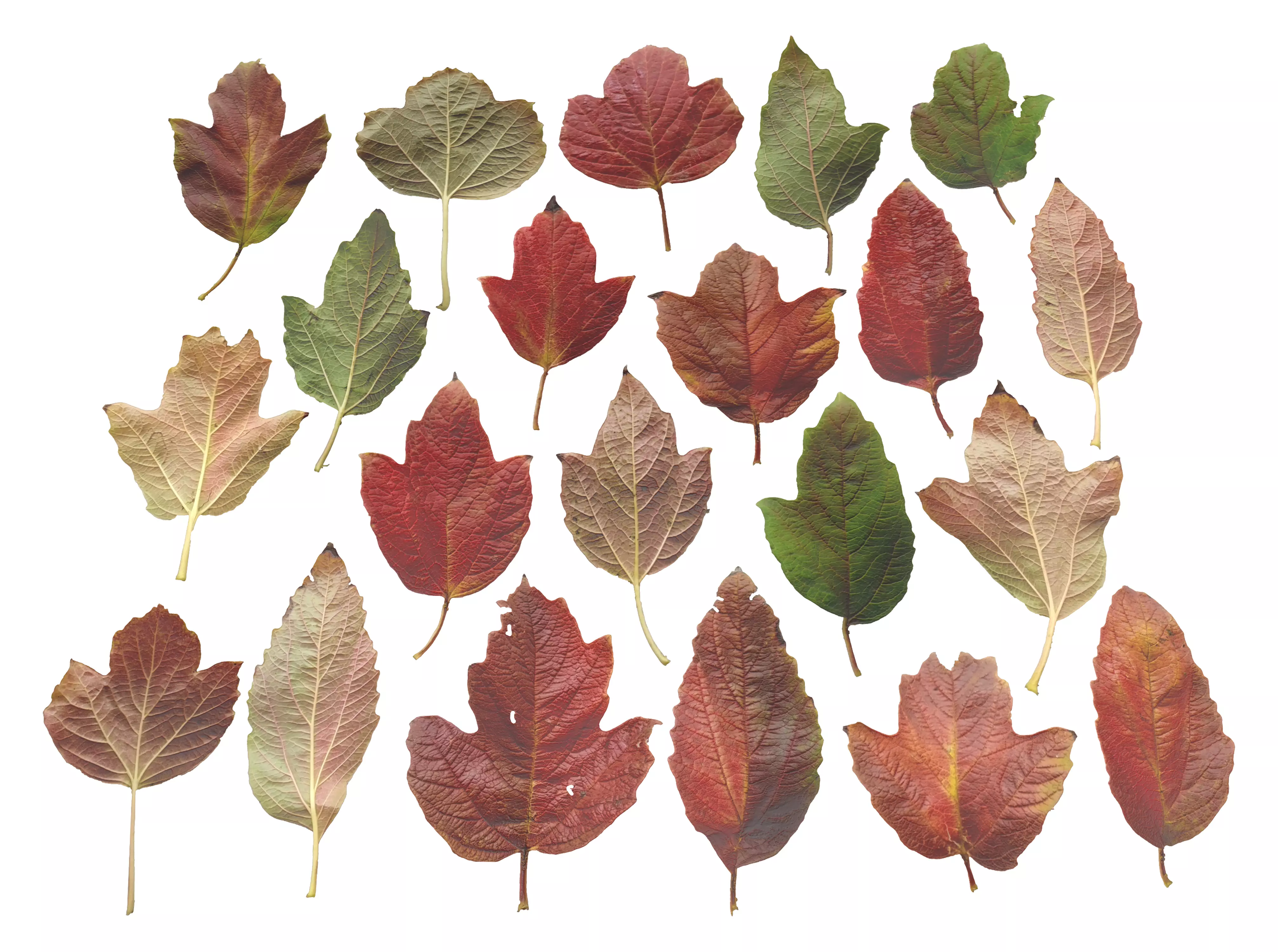 GuelderRose Leaves Leaf Kalyna Viburnum Autumn Fall Low-poly 3D model_0