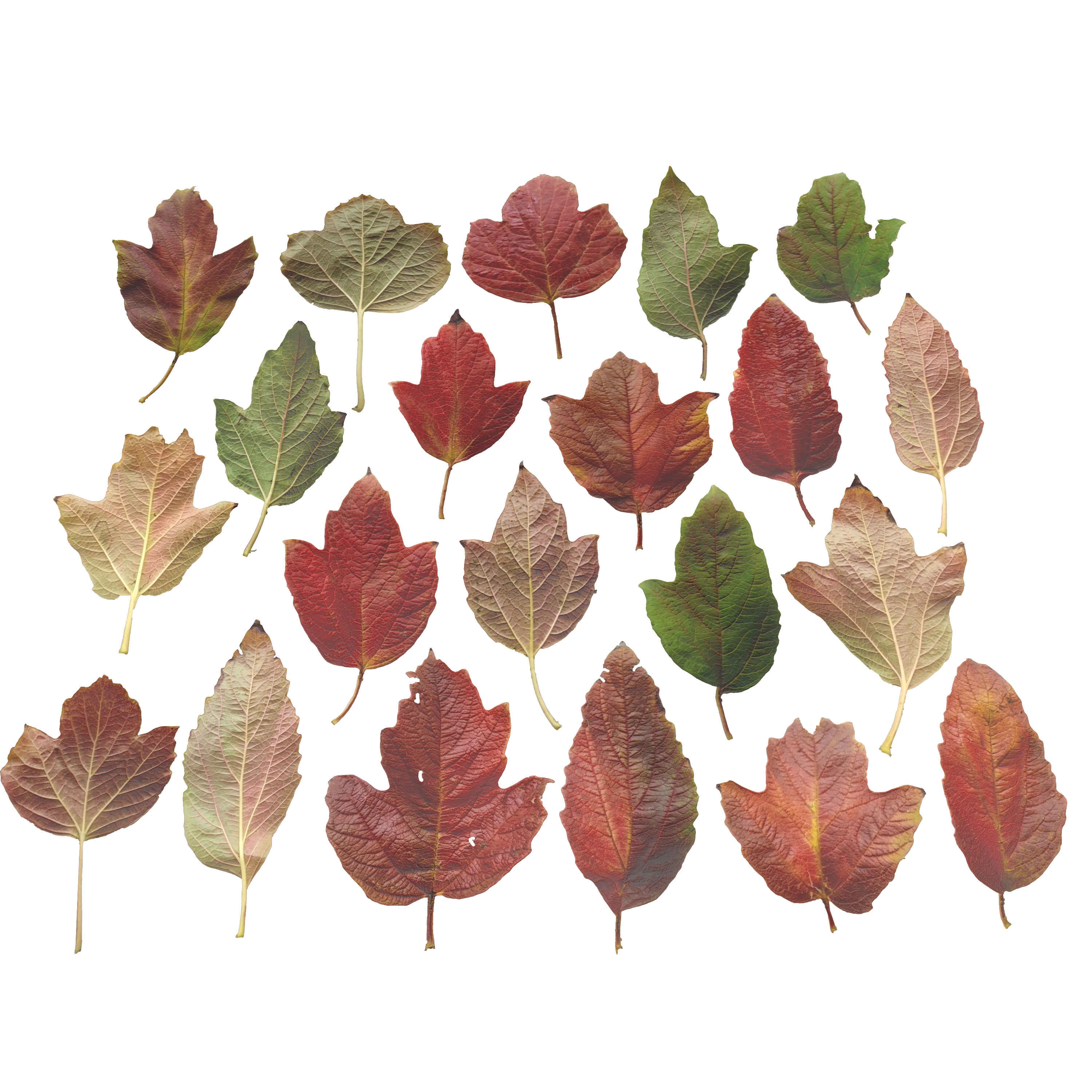 GuelderRose Leaves Leaf Kalyna Viburnum Autumn Fall Low-poly 3D model_7