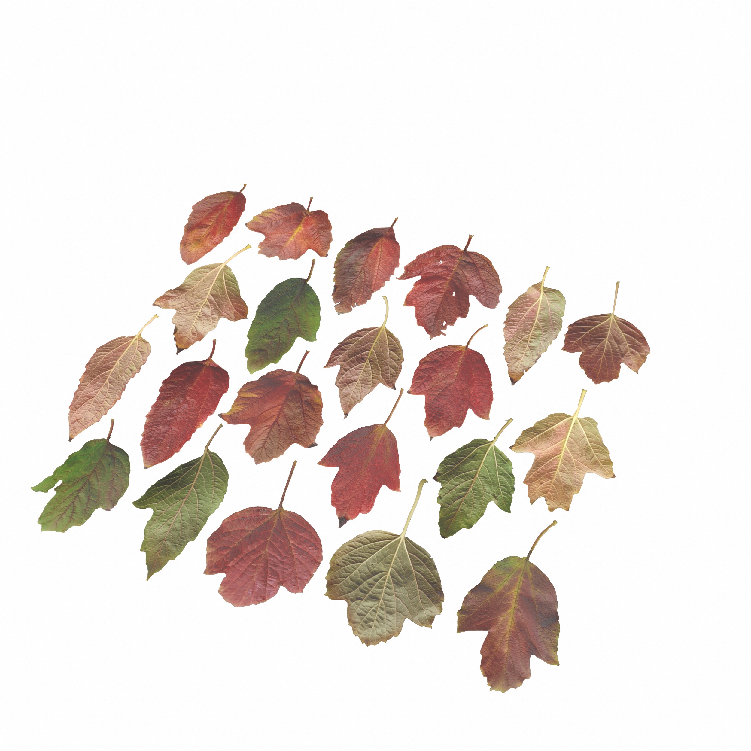 GuelderRose Leaves Leaf Kalyna Viburnum Autumn Fall Low-poly 3D model_15