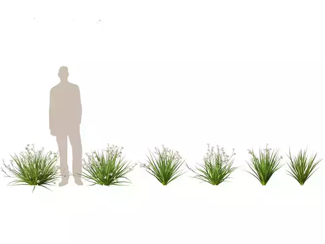 HighPoly LowPoly - Dietes grandiflora - Fairy Iris