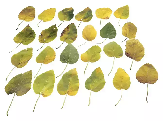 Mulberry Leaves Leaf Autumn Fall Low-poly 3D model