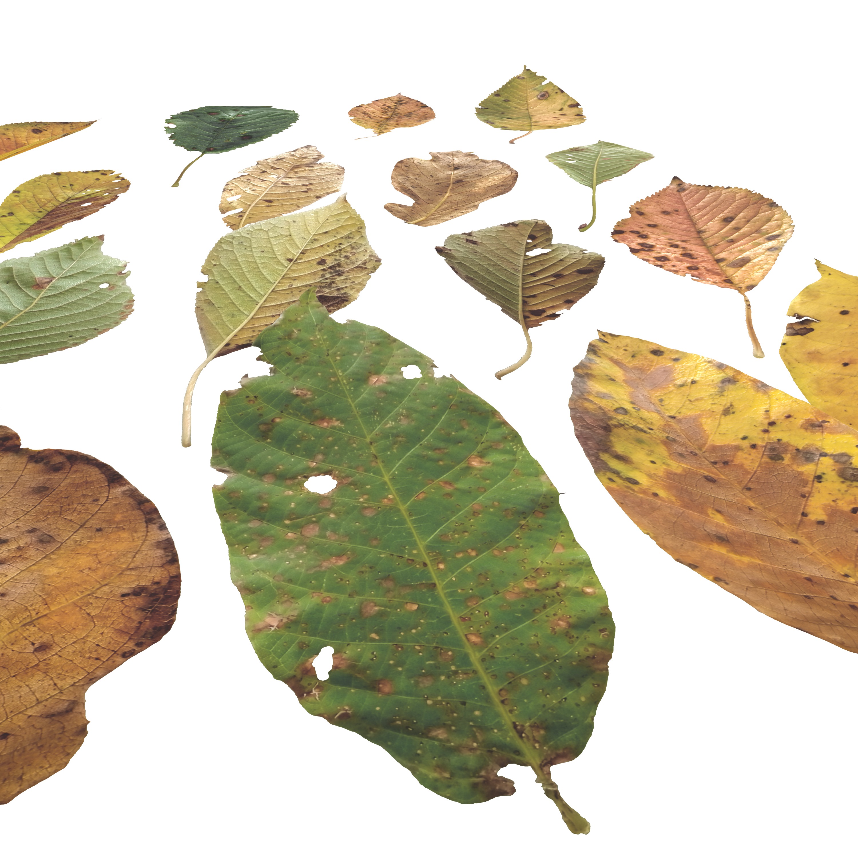 Cherry Leaves Leaf Autumn Fall  Low-poly 3D model_4