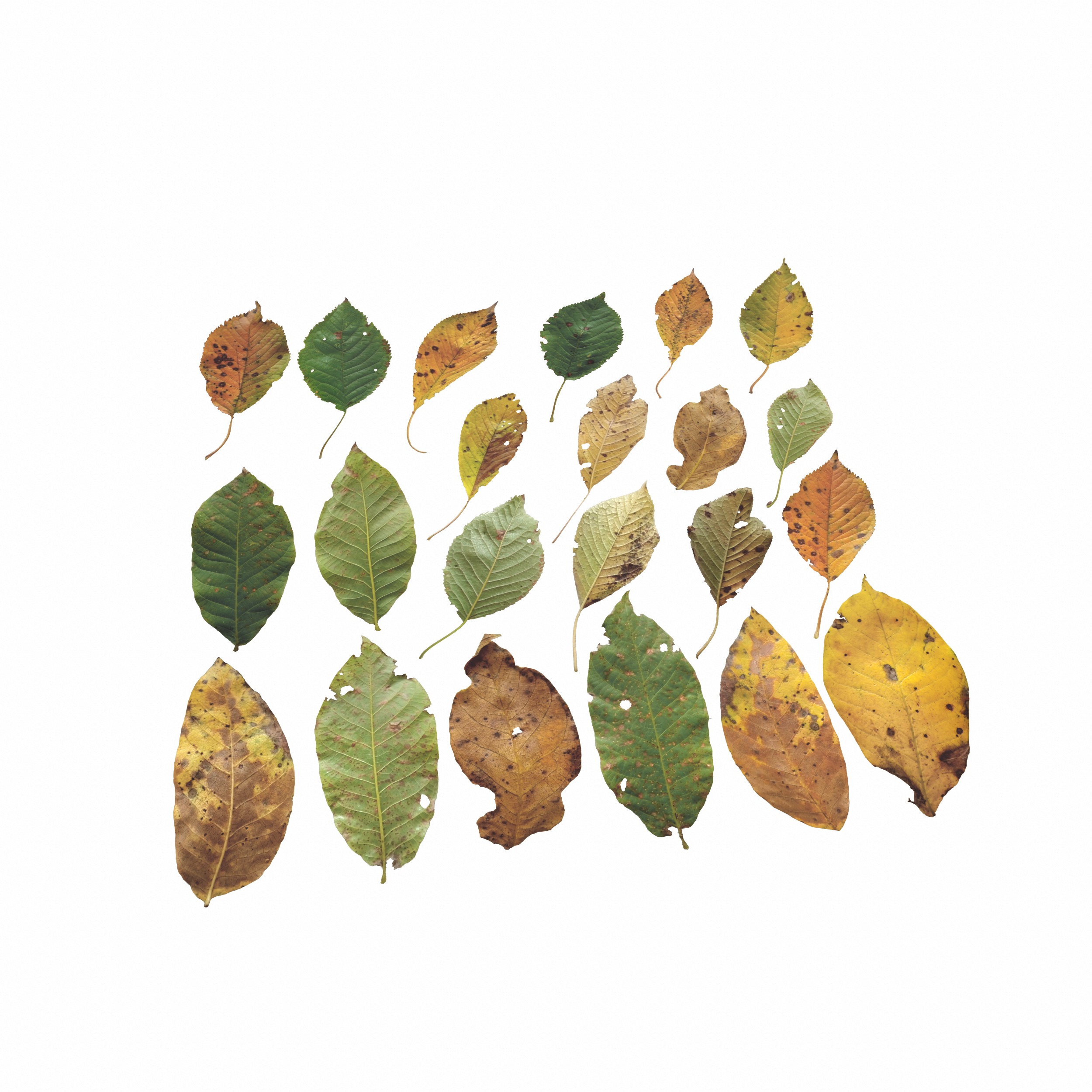 Cherry Leaves Leaf Autumn Fall  Low-poly 3D model_15