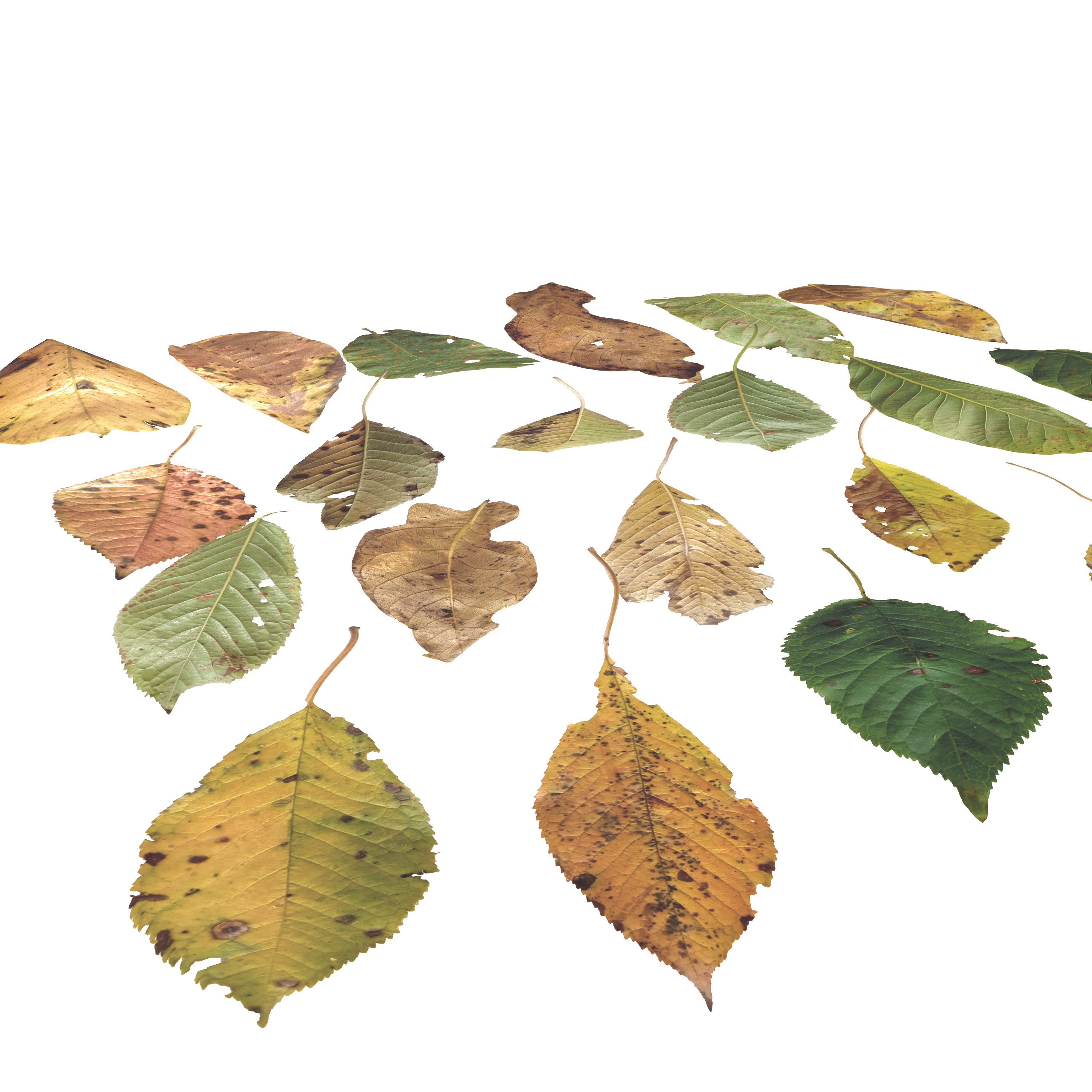 Cherry Leaves Leaf Autumn Fall  Low-poly 3D model_2