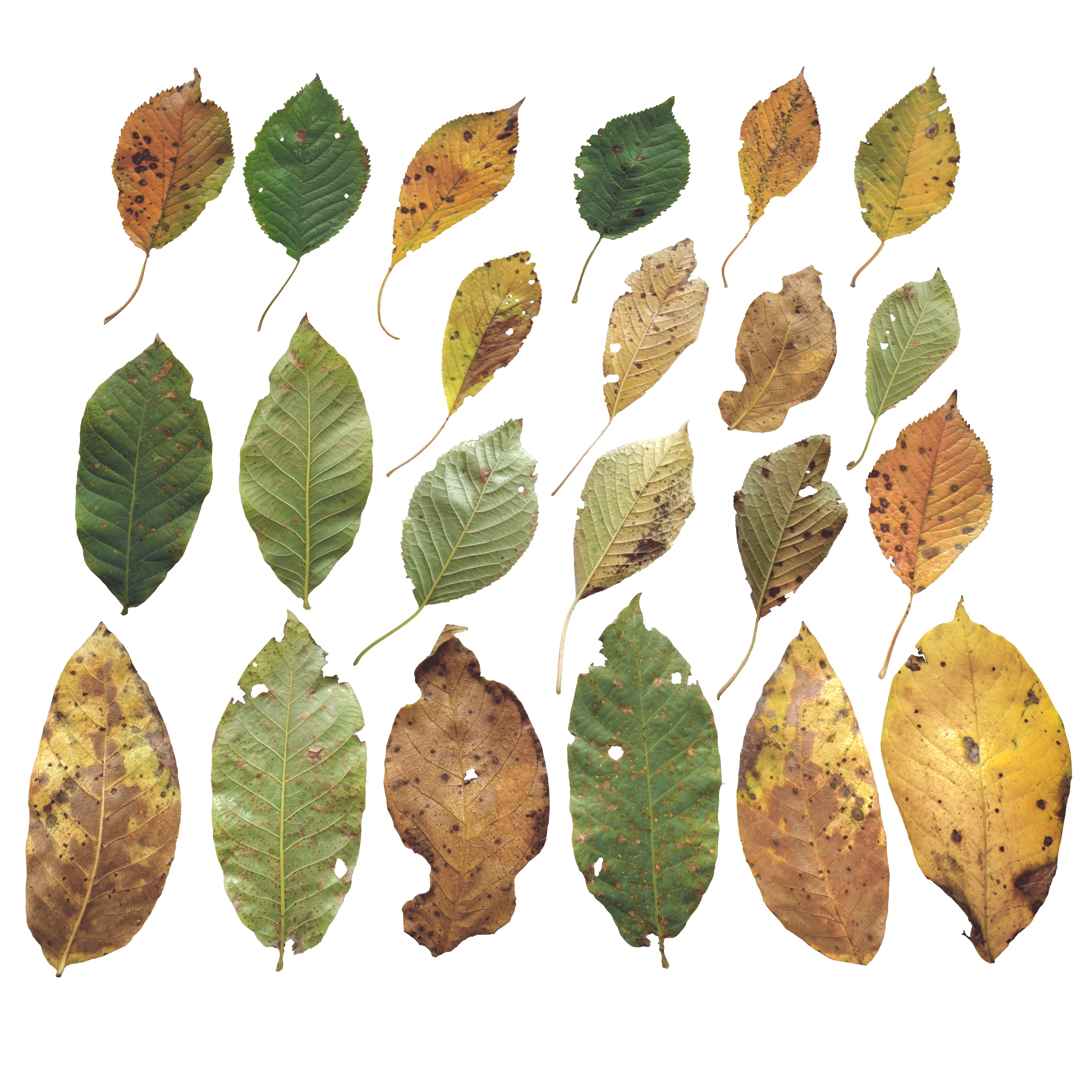 Cherry Leaves Leaf Autumn Fall  Low-poly 3D model_8