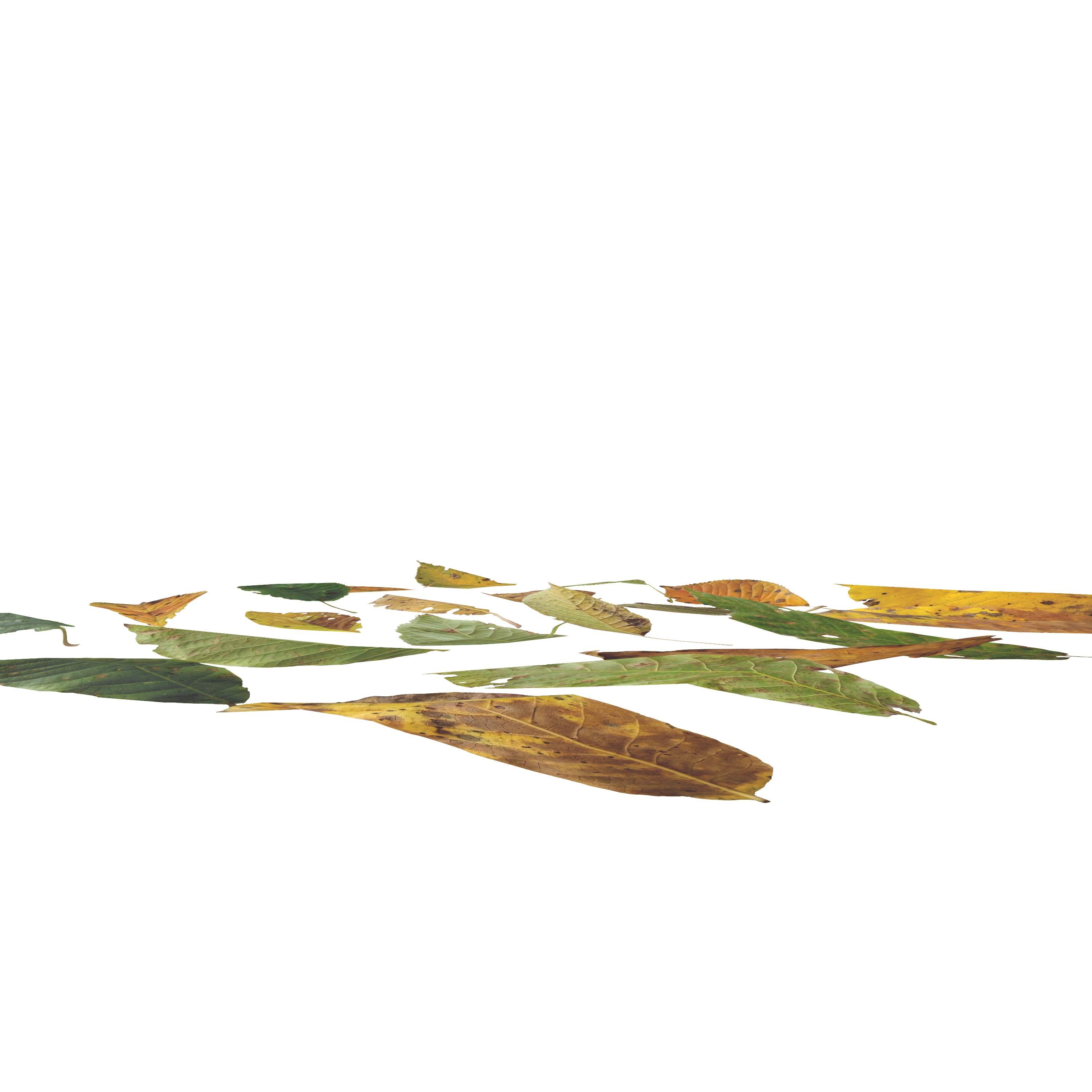 Cherry Leaves Leaf Autumn Fall  Low-poly 3D model_10