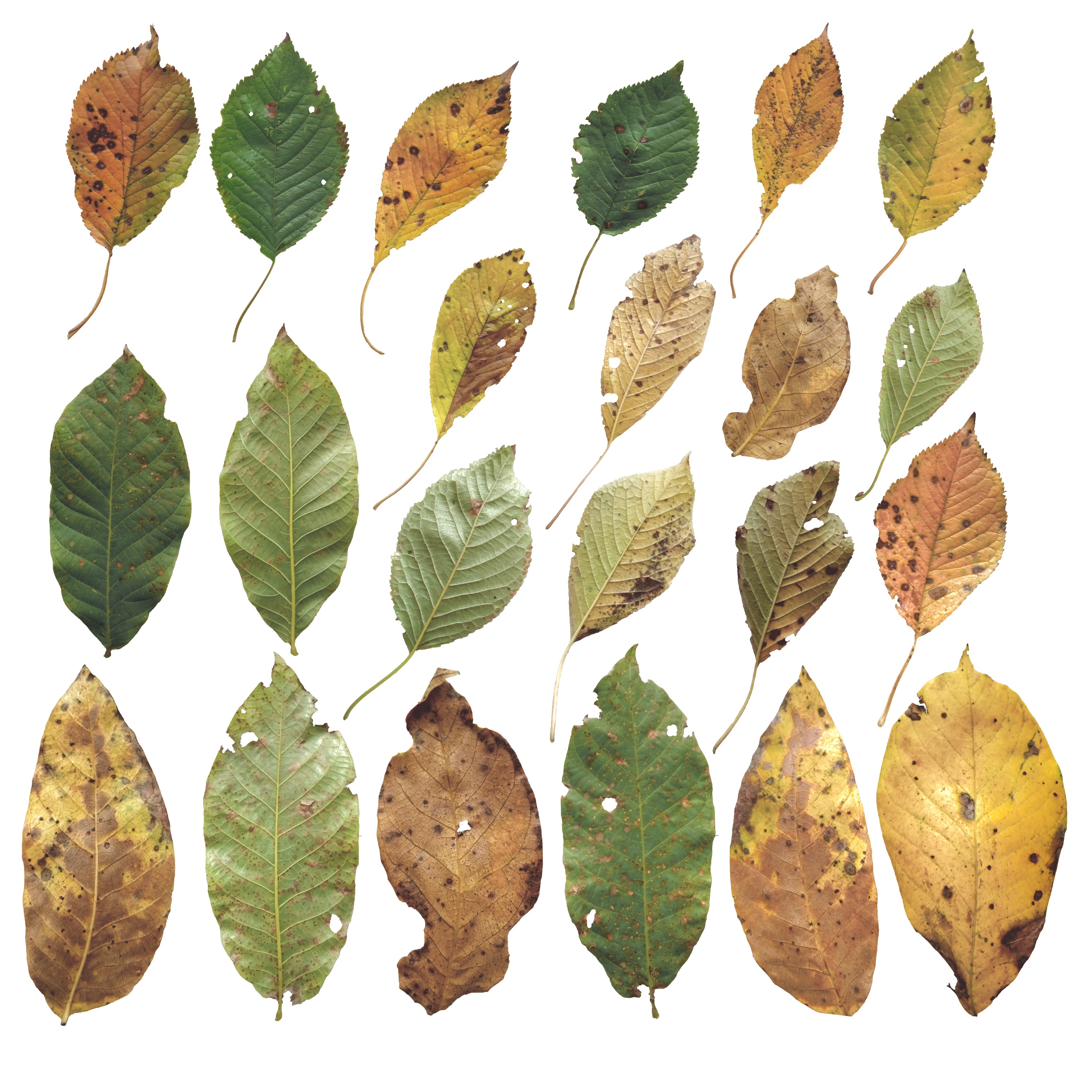 Cherry Leaves Leaf Autumn Fall  Low-poly 3D model_5