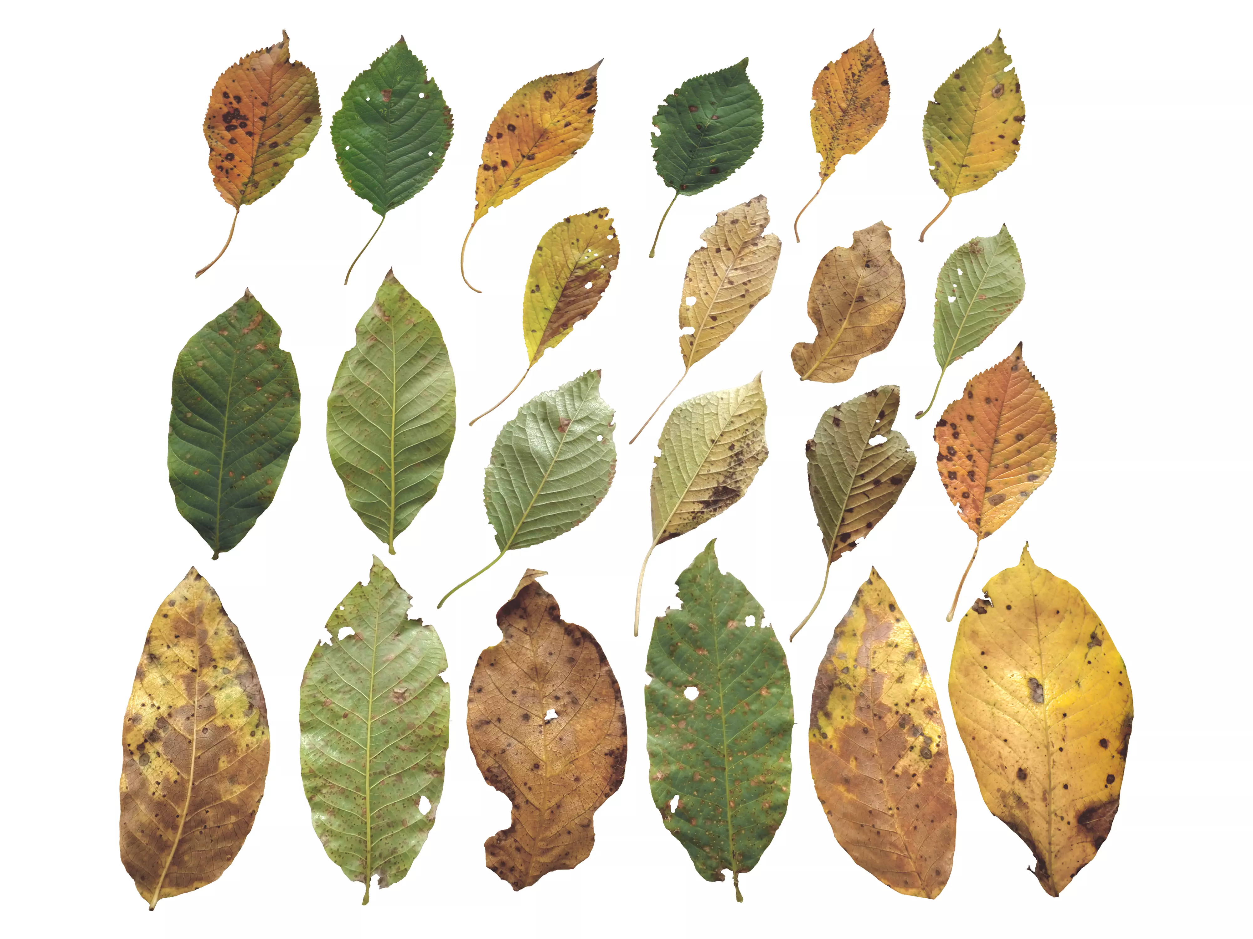 Cherry Leaves Leaf Autumn Fall  Low-poly 3D model_0