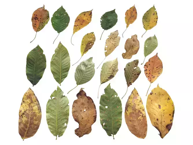 Cherry Leaves Leaf Autumn Fall  Low-poly 3D model