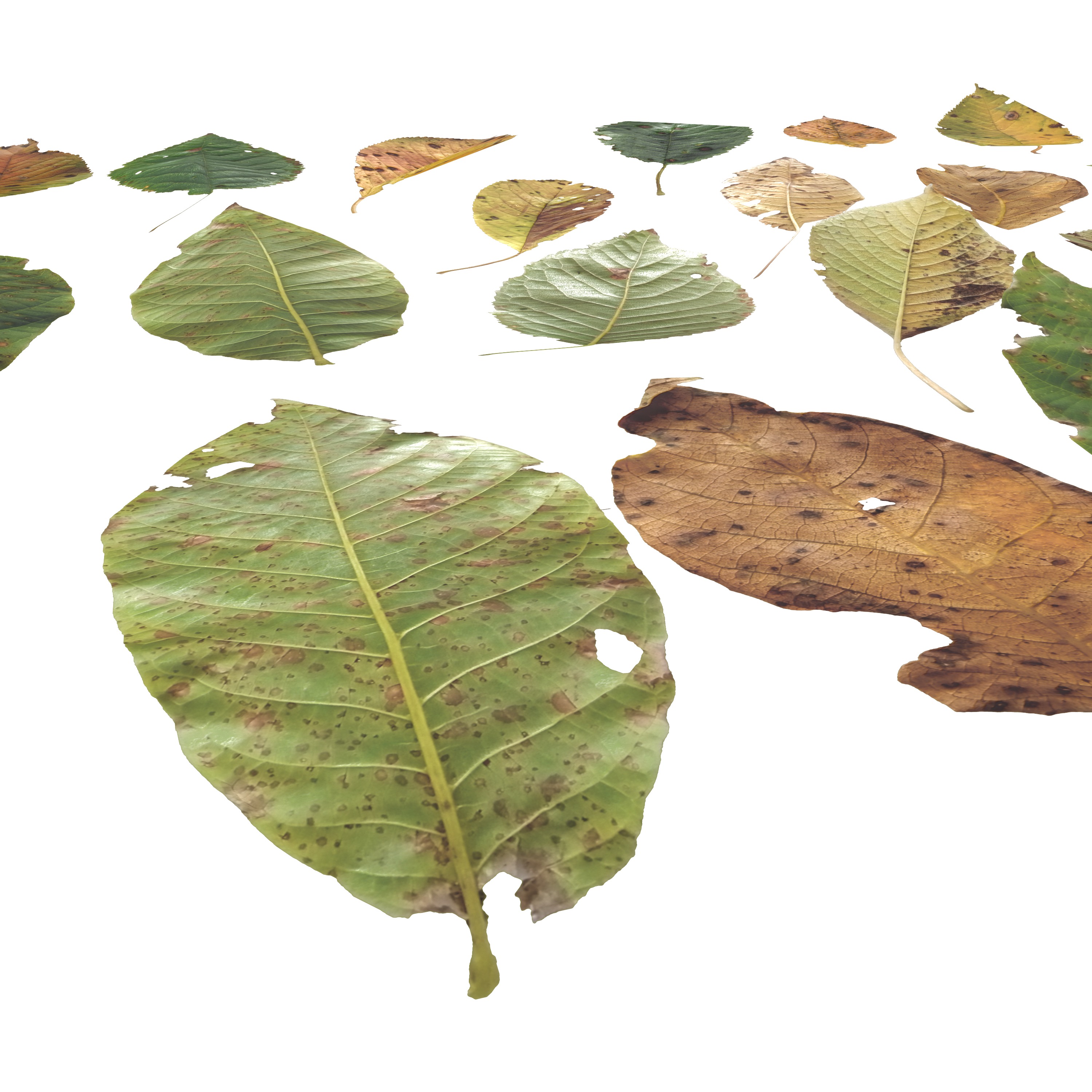 Cherry Leaves Leaf Autumn Fall  Low-poly 3D model_3