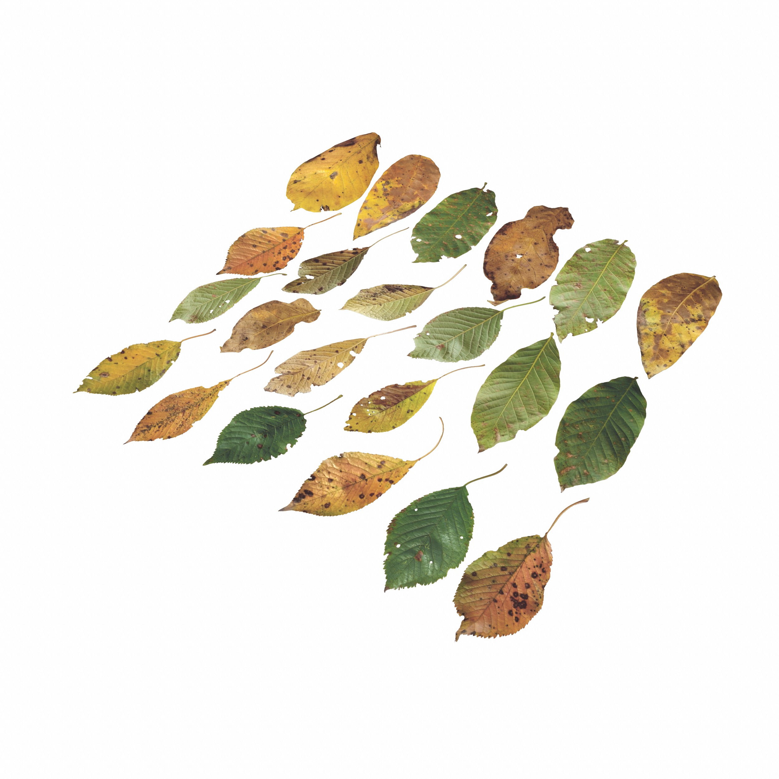 Cherry Leaves Leaf Autumn Fall  Low-poly 3D model_16