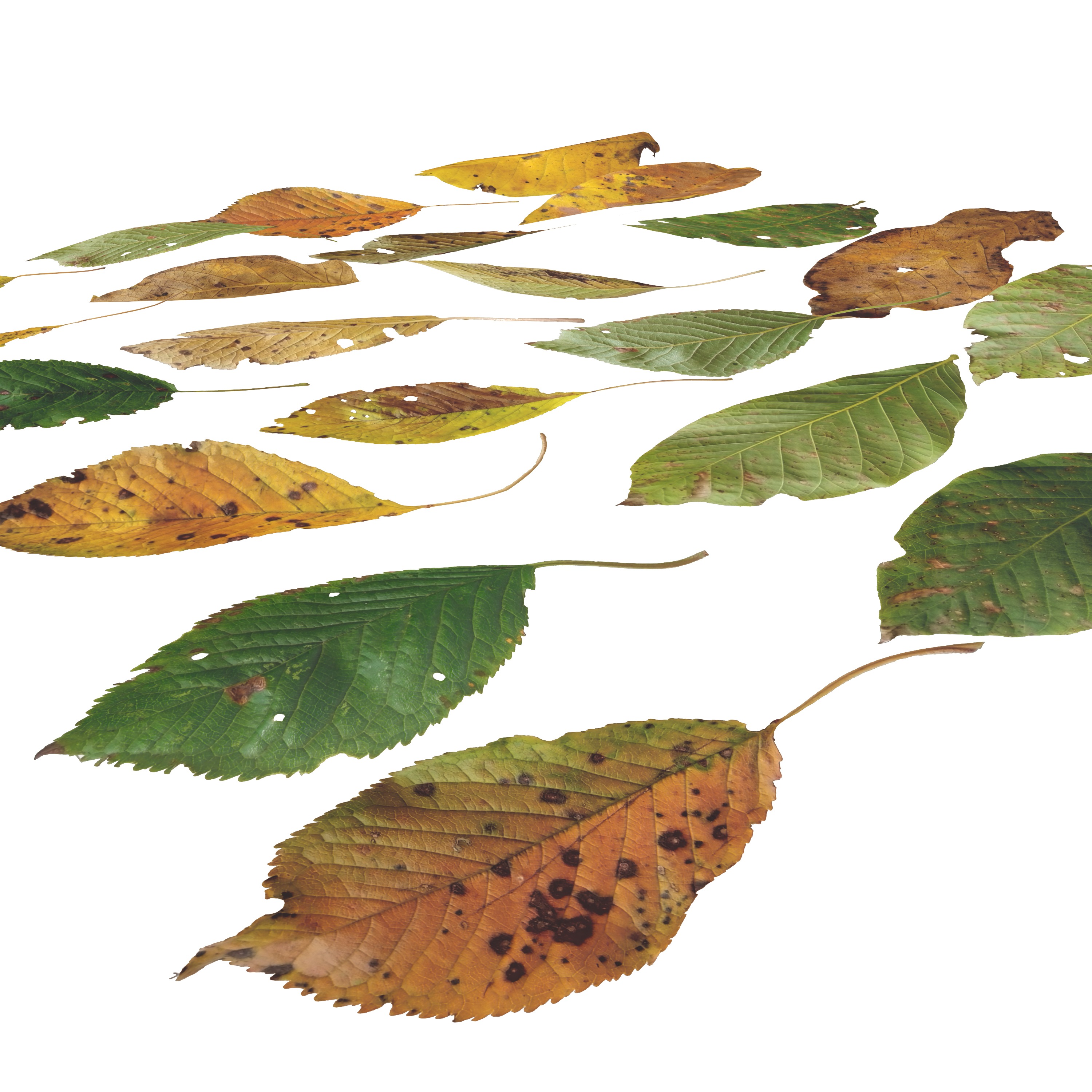 Cherry Leaves Leaf Autumn Fall  Low-poly 3D model_7