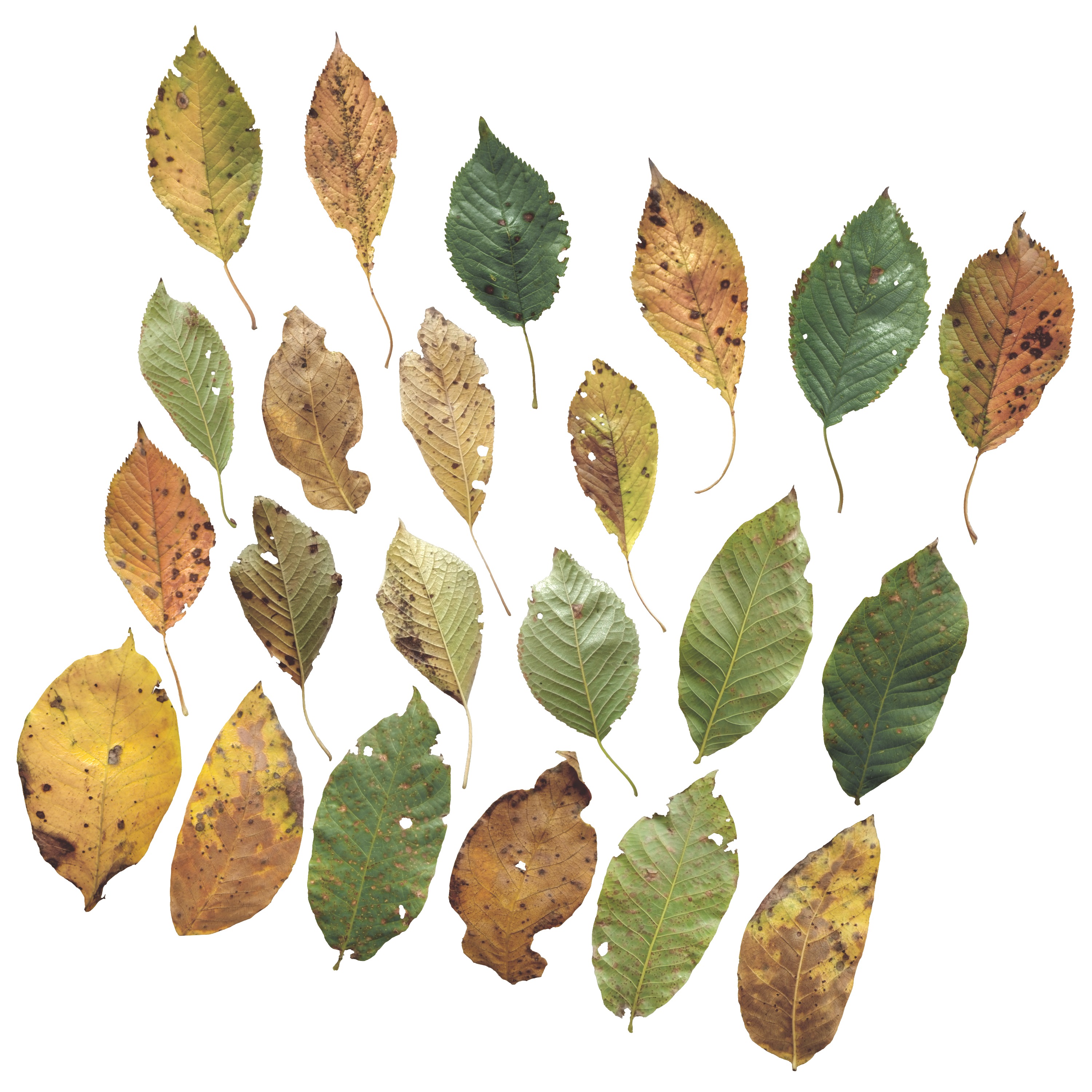 Cherry Leaves Leaf Autumn Fall  Low-poly 3D model_6