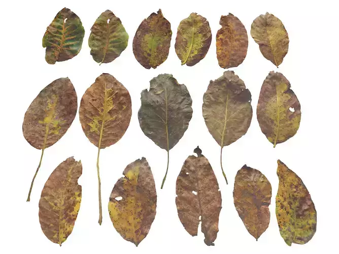 Walnut Leaves Leaf Autumn Fall Low-poly 3D model