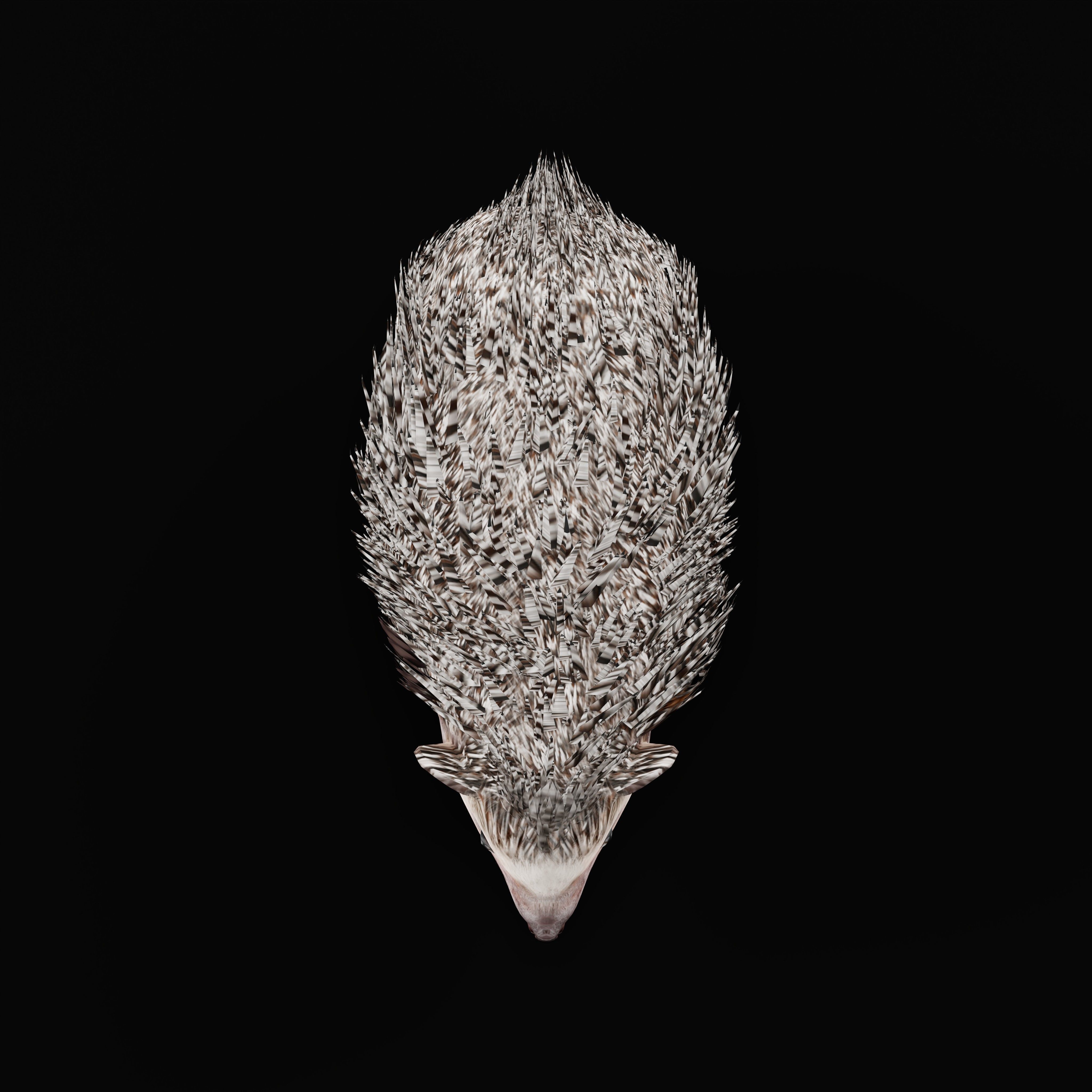 African Pygmy Hedgehog Low-poly 3D model_44