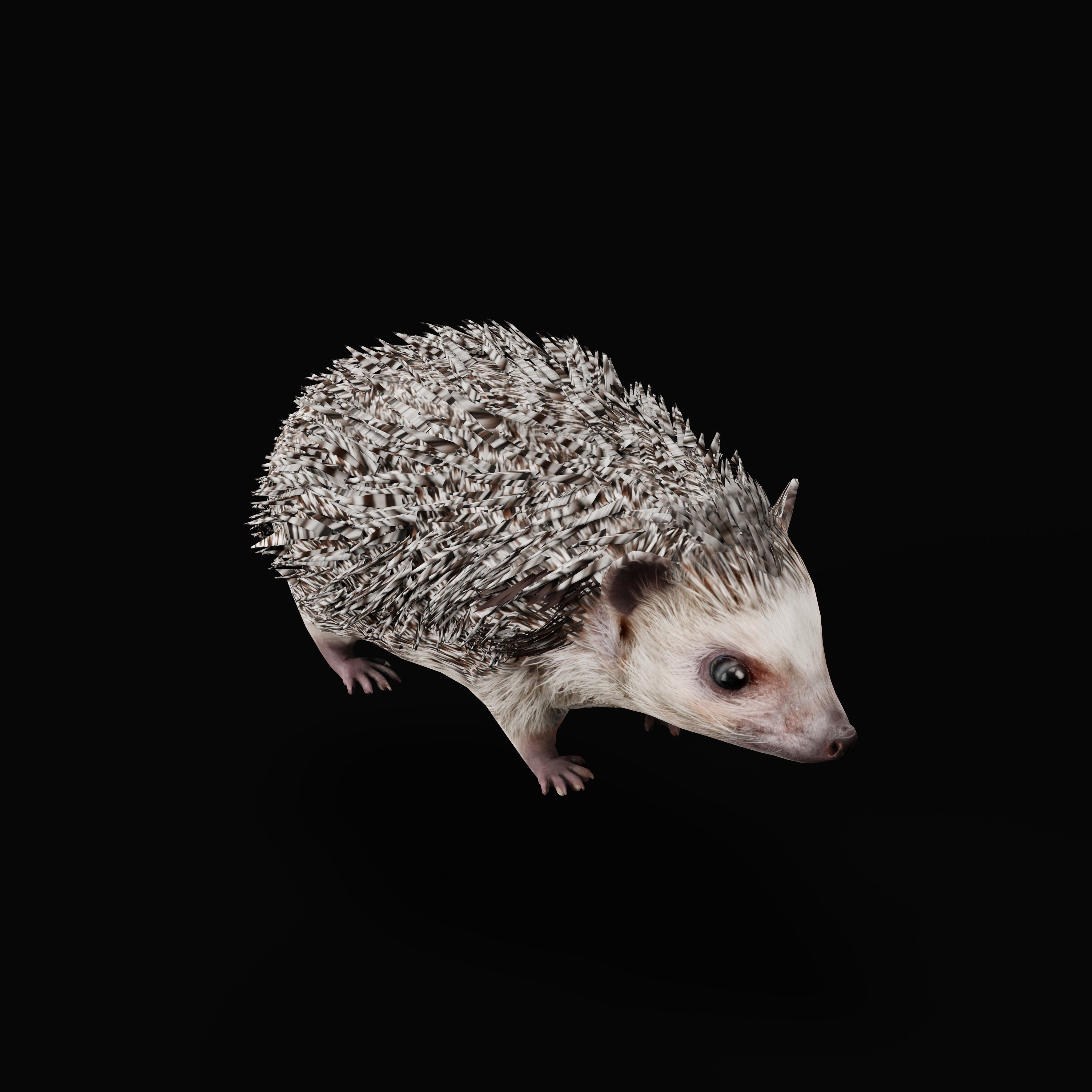 African Pygmy Hedgehog Low-poly 3D model_47