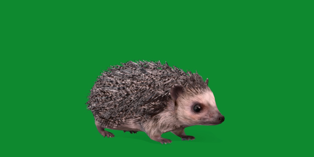 African Pygmy Hedgehog Low-poly 3D model_40