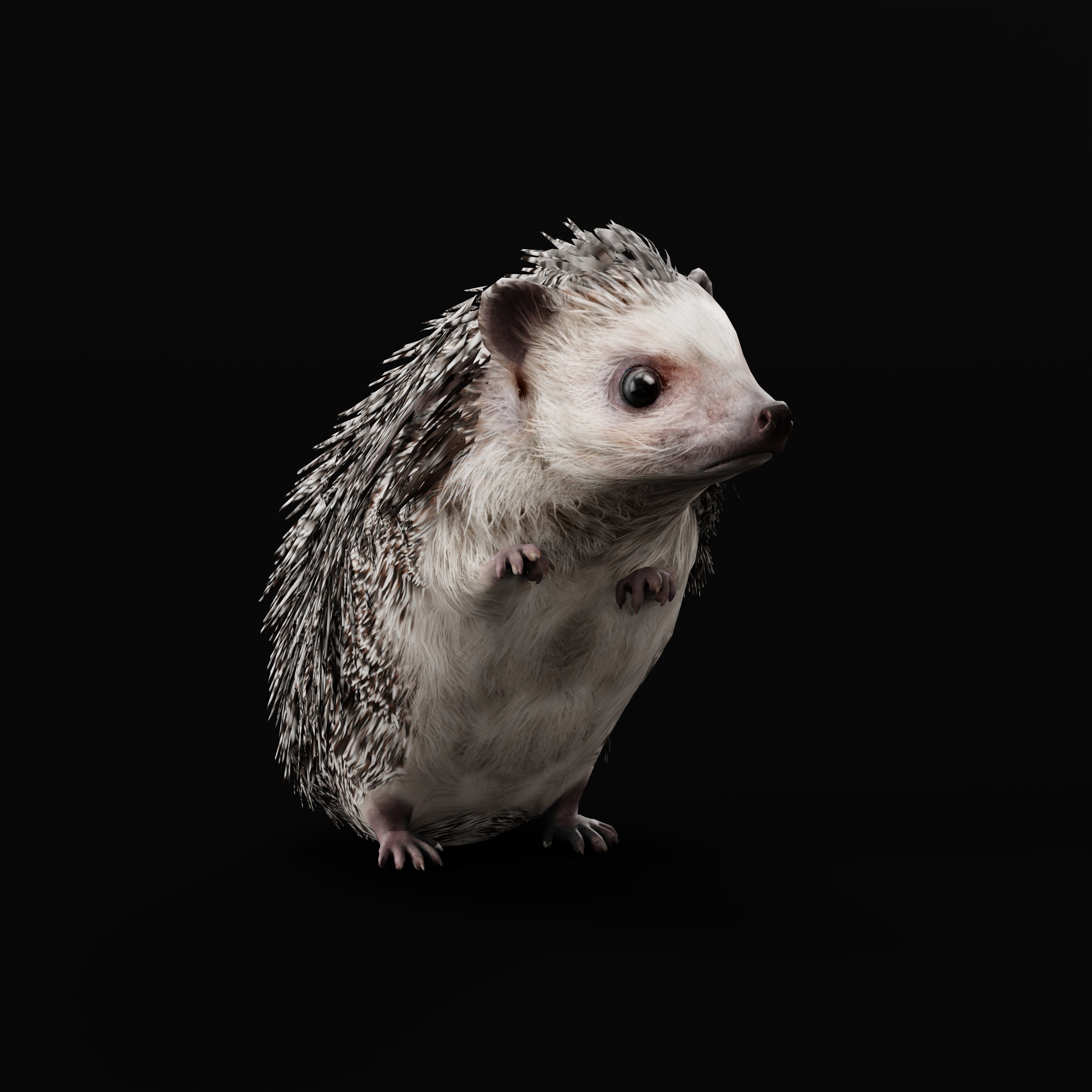 African Pygmy Hedgehog Low-poly 3D model_42