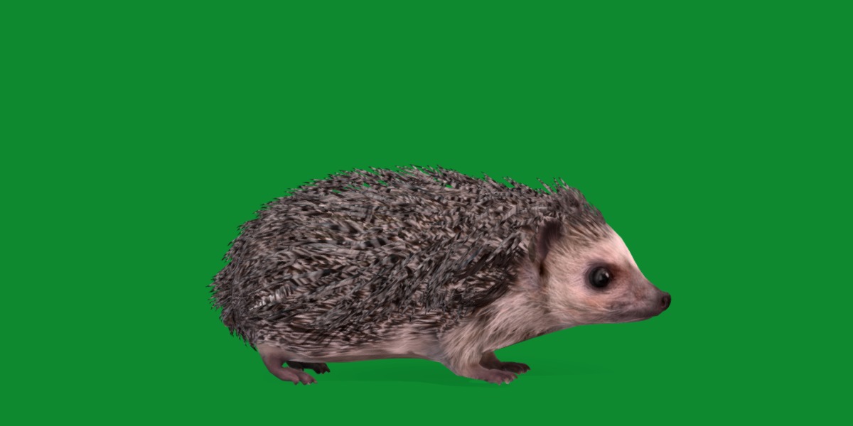 African Pygmy Hedgehog Low-poly 3D model_19