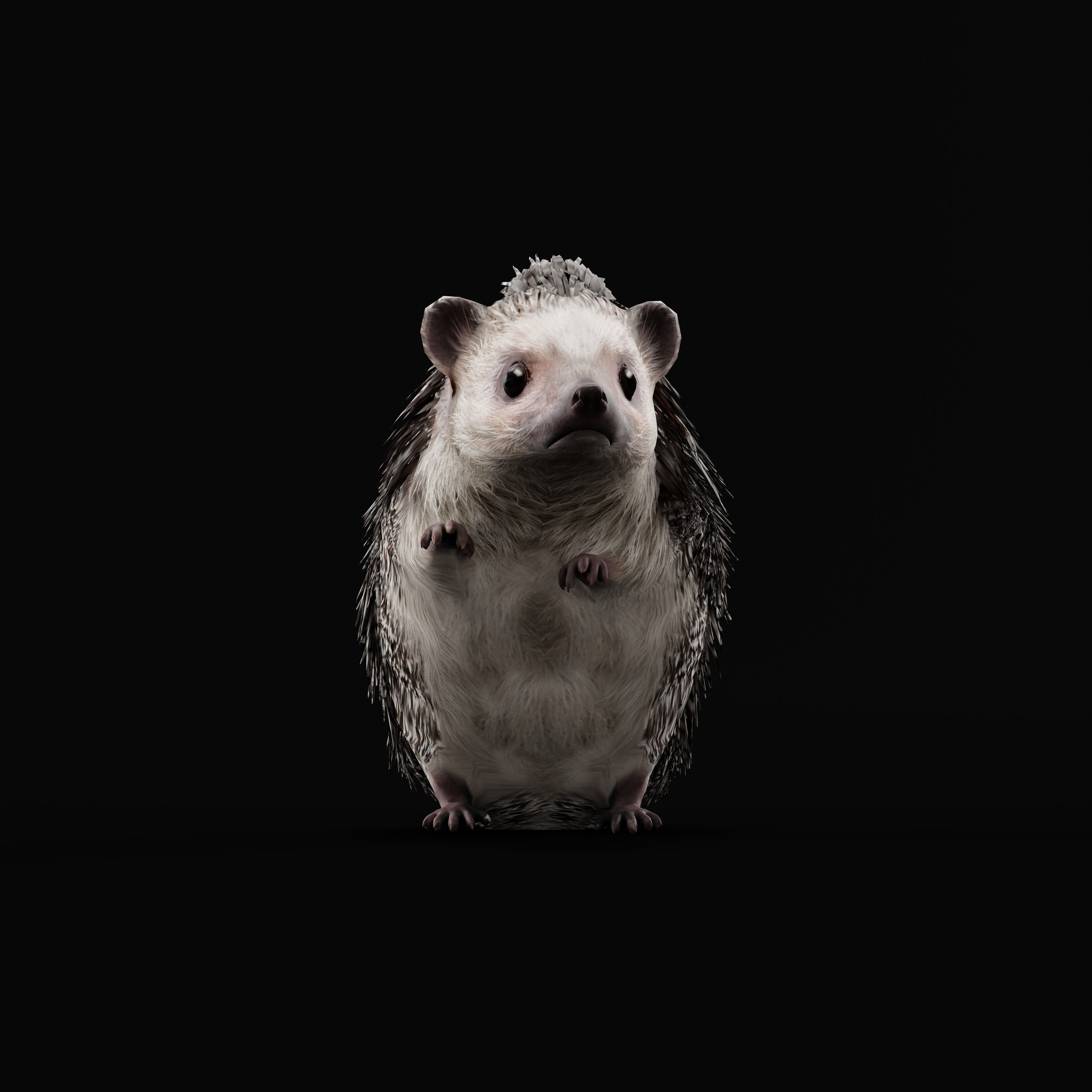 African Pygmy Hedgehog Low-poly 3D model_41