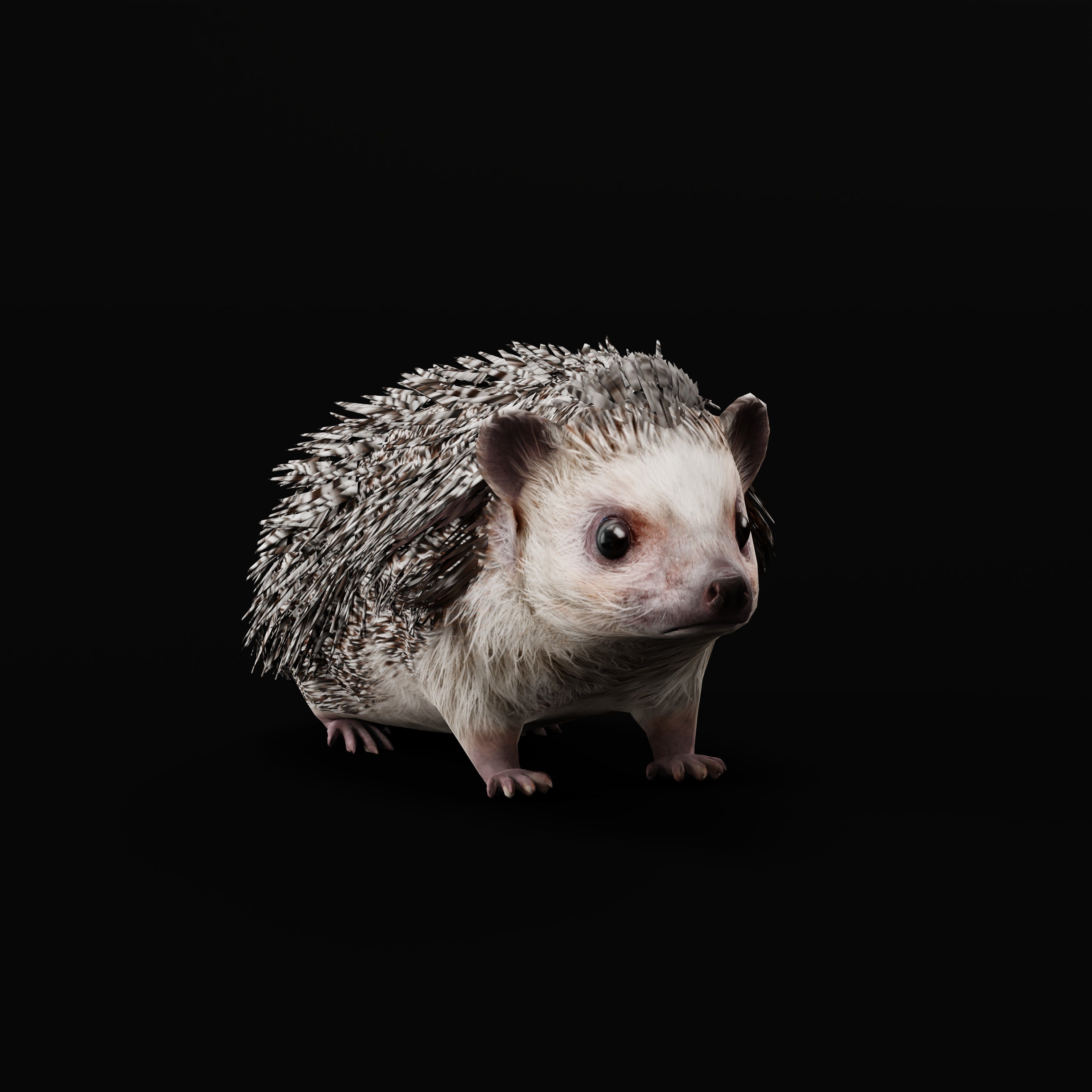 African Pygmy Hedgehog Low-poly 3D model_48