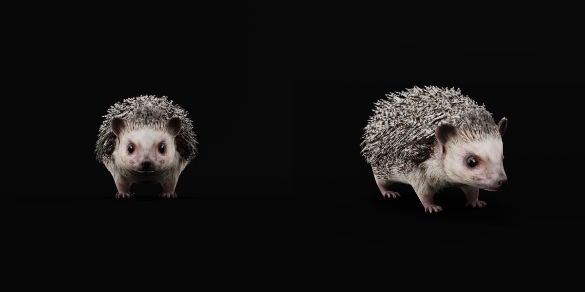 African Pygmy Hedgehog Low-poly 3D model_5