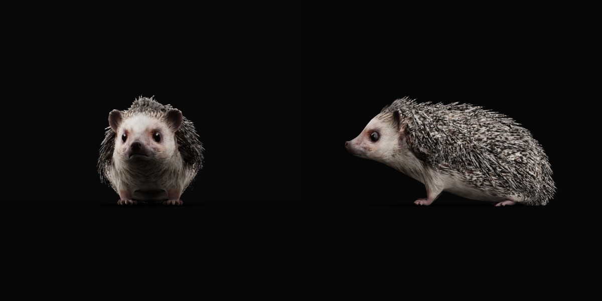 African Pygmy Hedgehog Low-poly 3D model_7