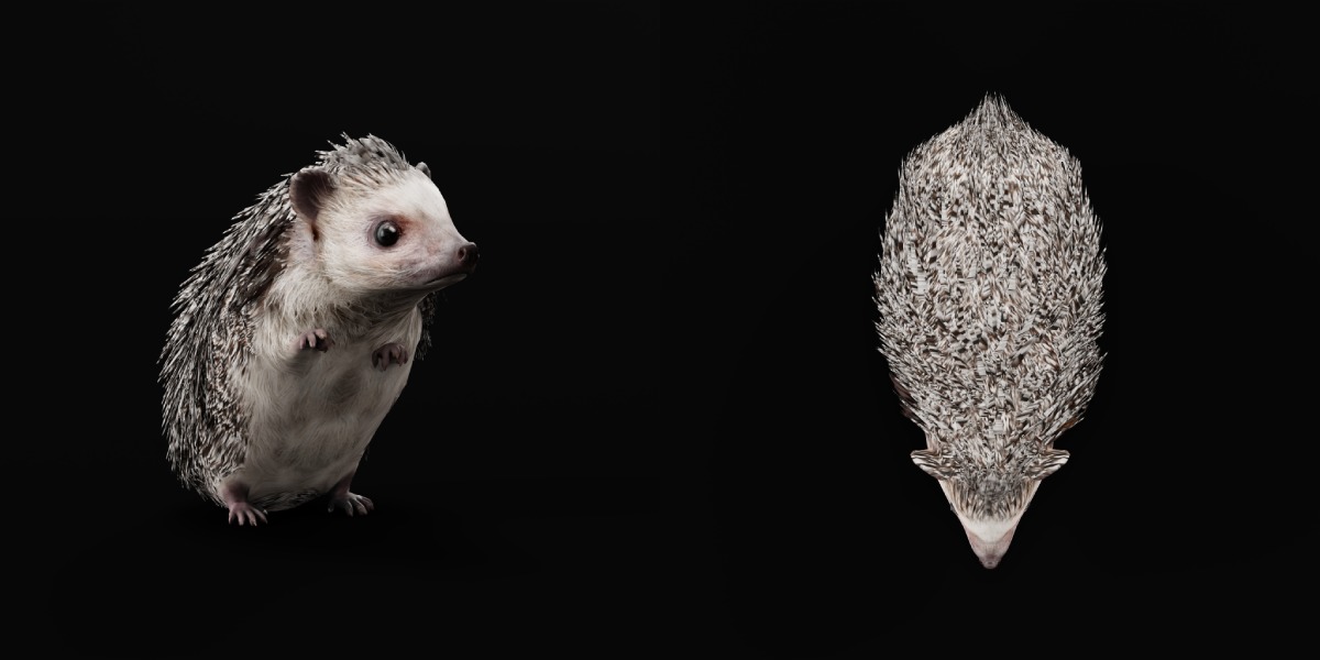 African Pygmy Hedgehog Low-poly 3D model_4