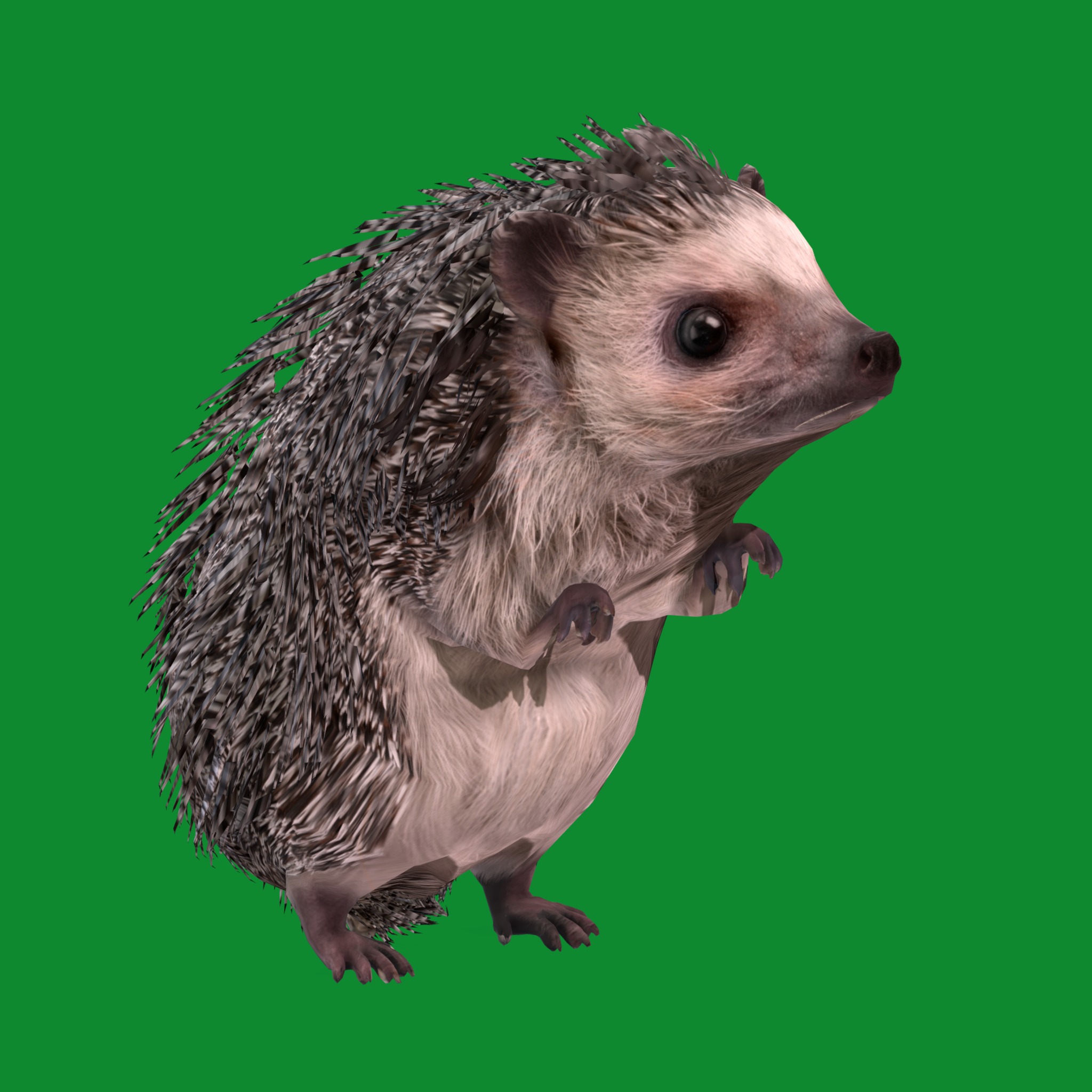 African Pygmy Hedgehog Low-poly 3D model_33