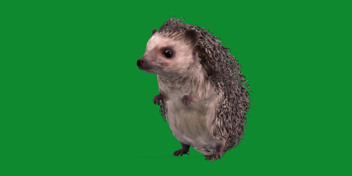 African Pygmy Hedgehog Low-poly 3D model_35
