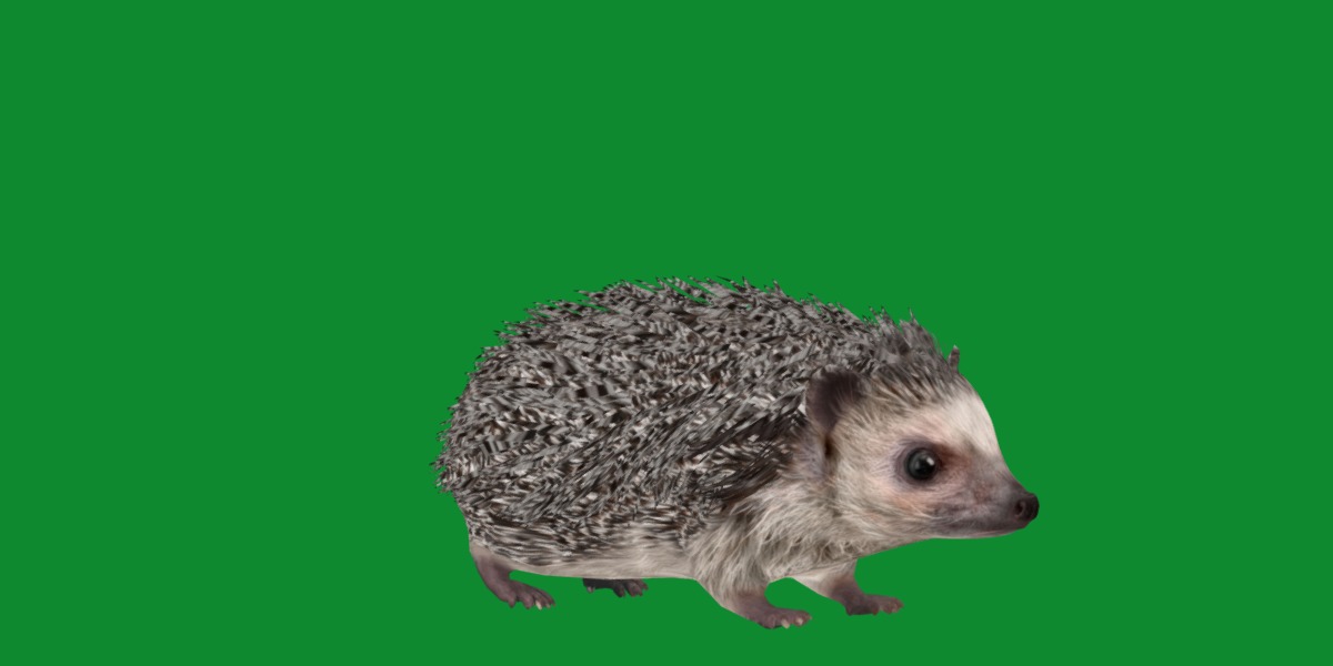 African Pygmy Hedgehog Low-poly 3D model_11