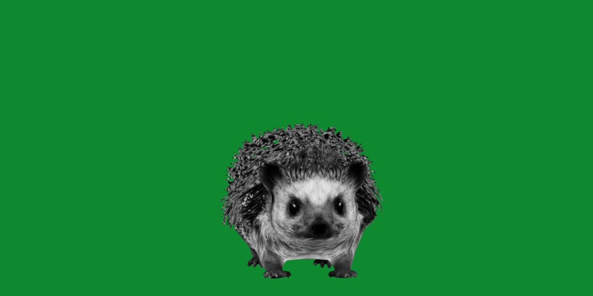 African Pygmy Hedgehog Low-poly 3D model_16