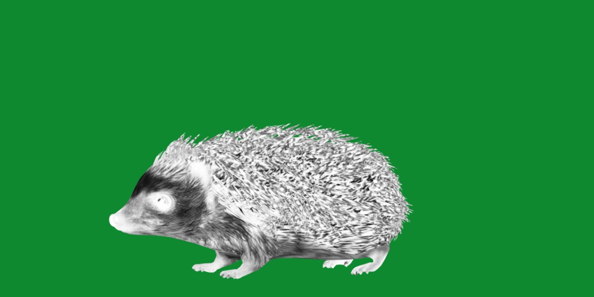 African Pygmy Hedgehog Low-poly 3D model_15