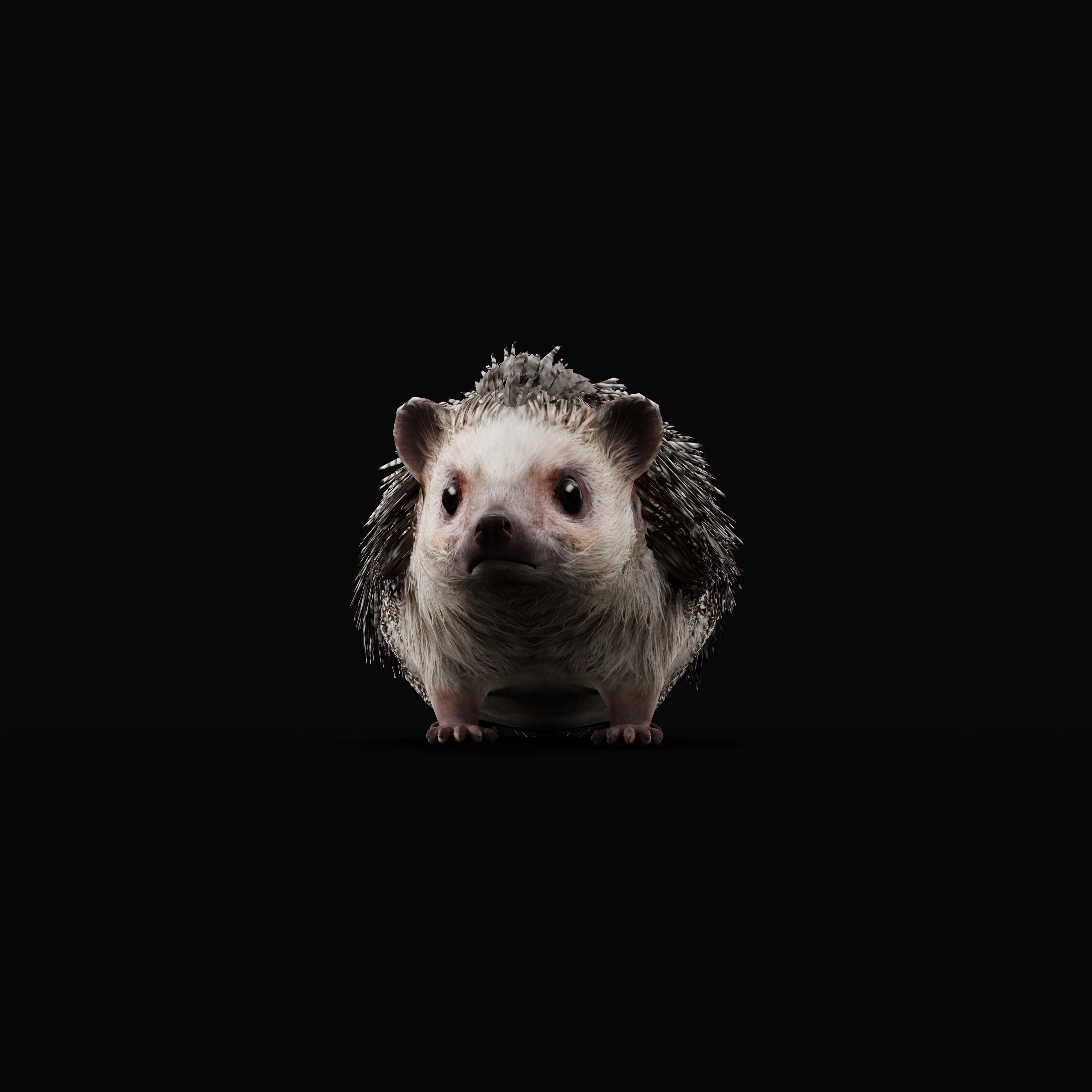 African Pygmy Hedgehog Low-poly 3D model_49